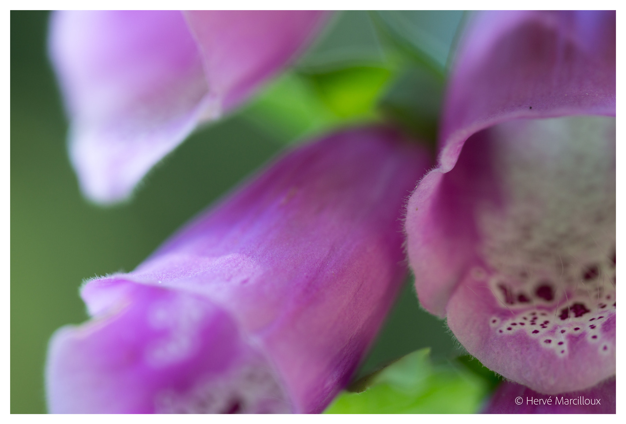 Sony SLT-A77 + 105mm F2.8 sample photo. Details photography