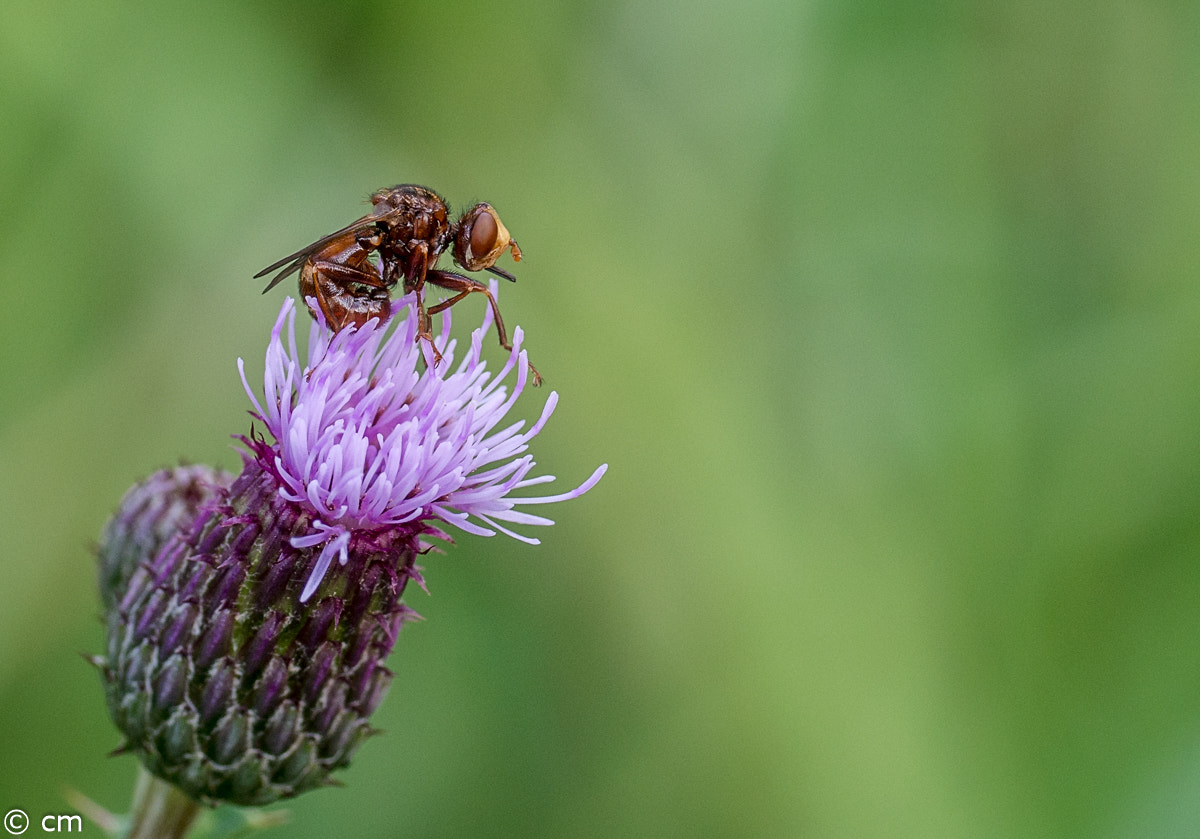Pentax K-5 IIs + A Series Lens sample photo. Bearbeitet photography