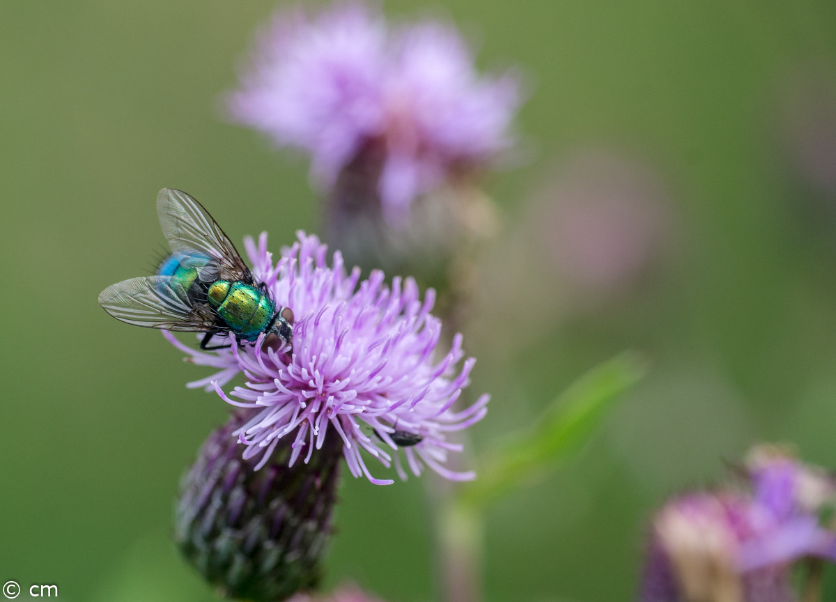 Pentax K-5 IIs + A Series Lens sample photo. Bearbeitet photography