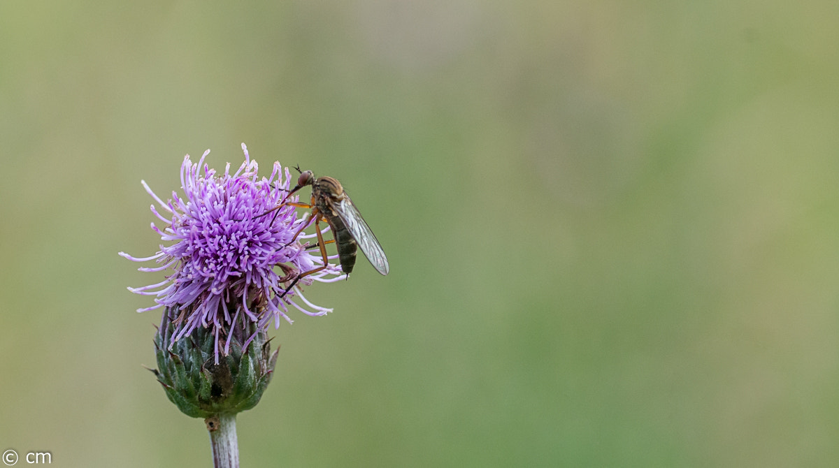 Pentax K-5 IIs + A Series Lens sample photo. Bearbeitet photography