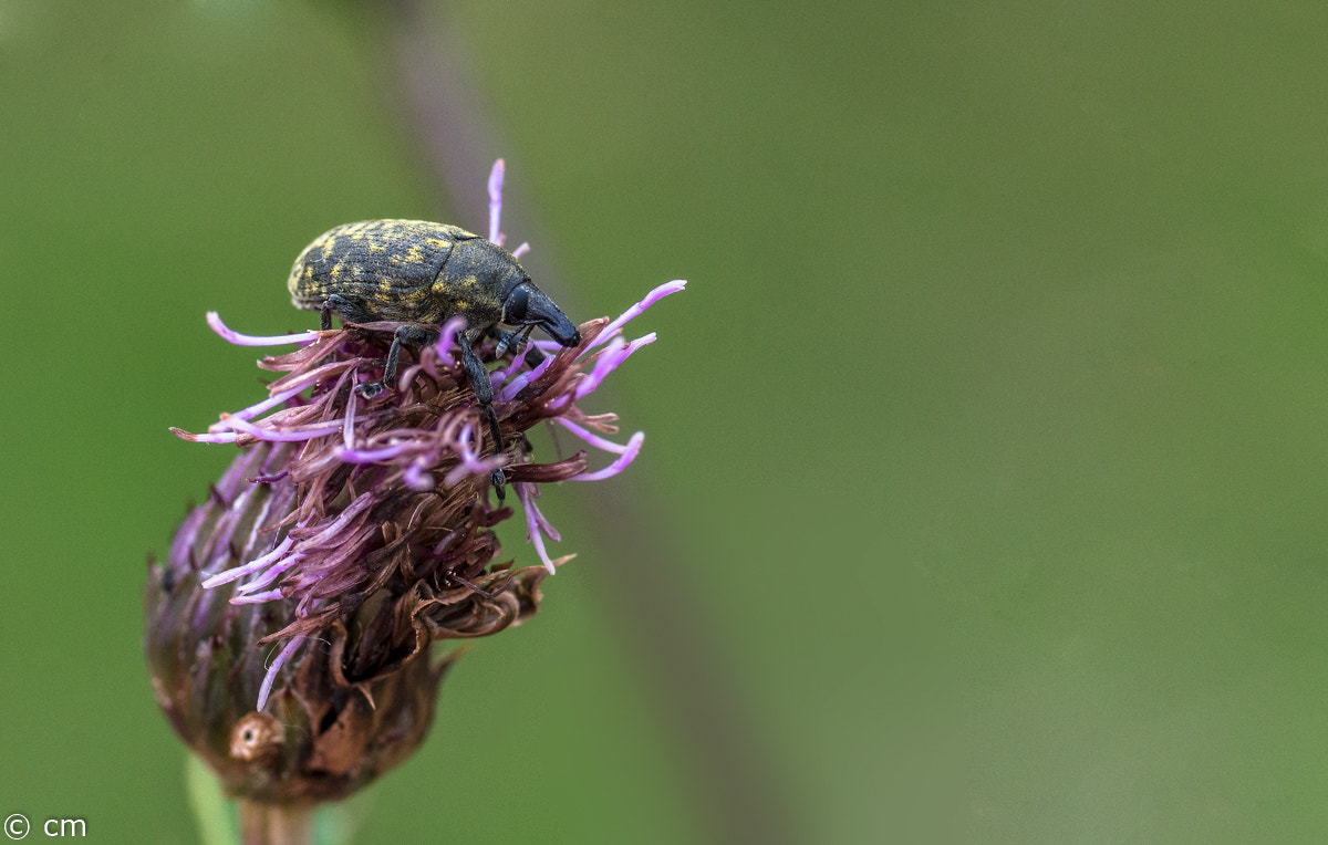 Pentax K-5 IIs + A Series Lens sample photo. Bearbeitet photography