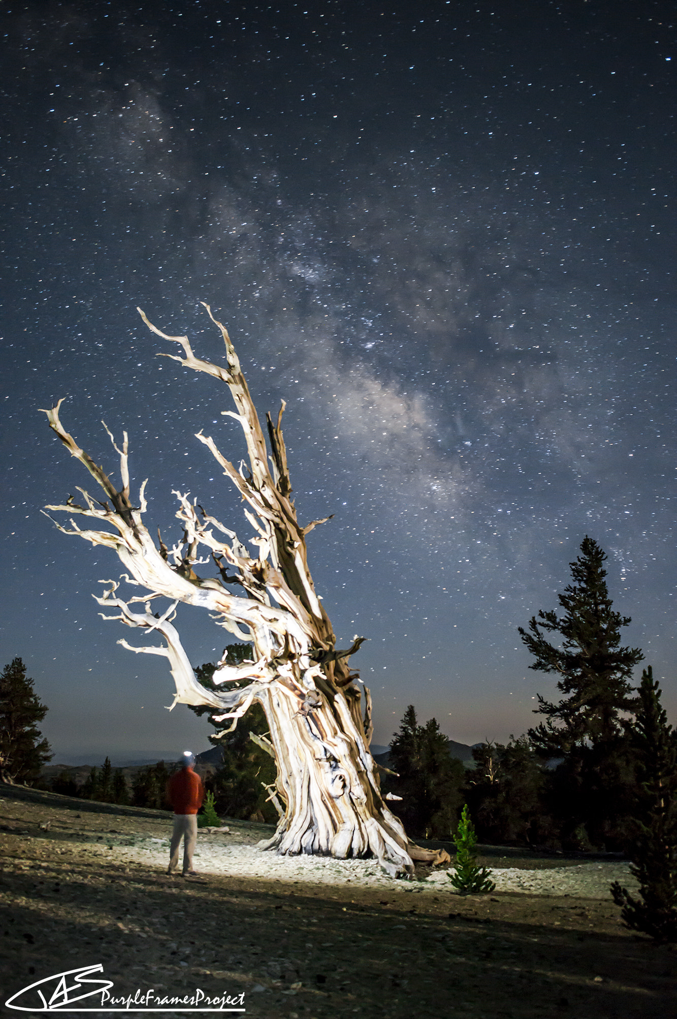 Nikon D3200 + Sigma 18-50mm F2.8-4.5 DC OS HSM sample photo. The infinity tree photography