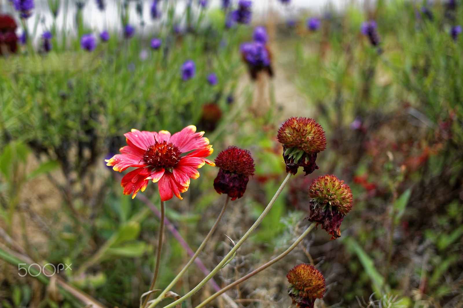 Canon EOS 750D (EOS Rebel T6i / EOS Kiss X8i) + Canon EF 40mm F2.8 STM sample photo. Red poppy head photography