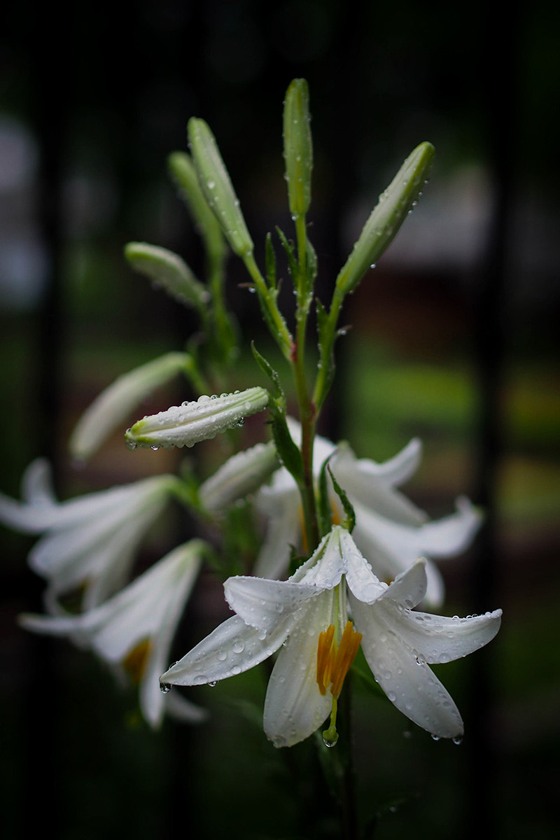 Olympus PEN E-PM2 sample photo. *** photography