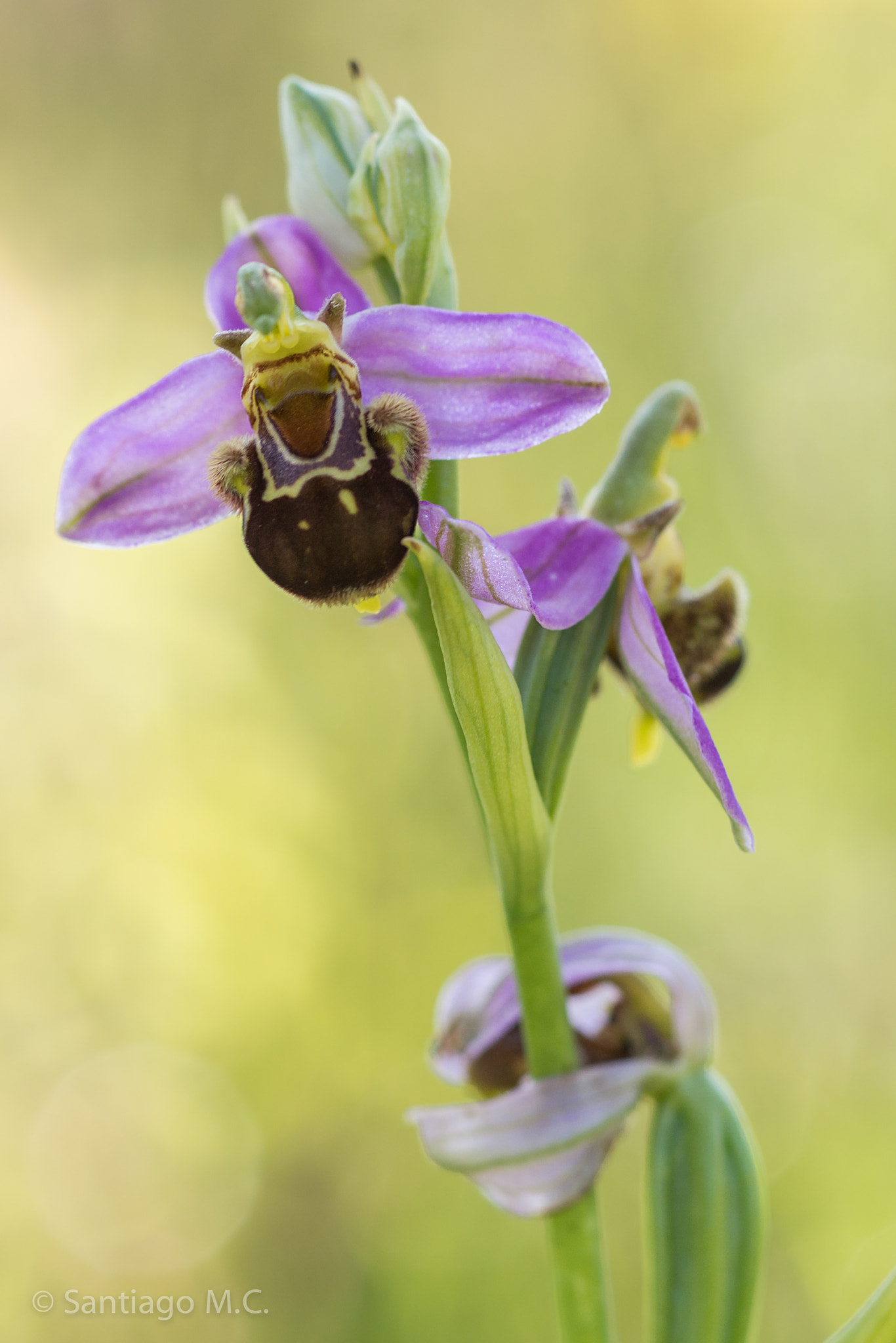 Sony SLT-A77 + Sony 100mm F2.8 Macro sample photo. Ophrys apifera hudson photography