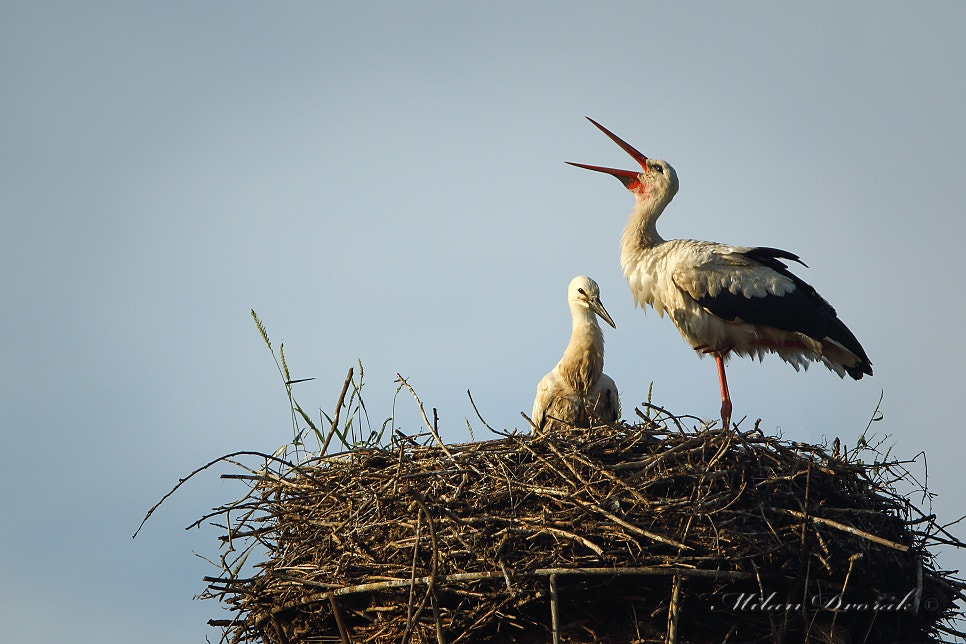 Canon EOS 7D Mark II + Canon EF 300mm F2.8L IS USM sample photo. Stork the joy of children photography