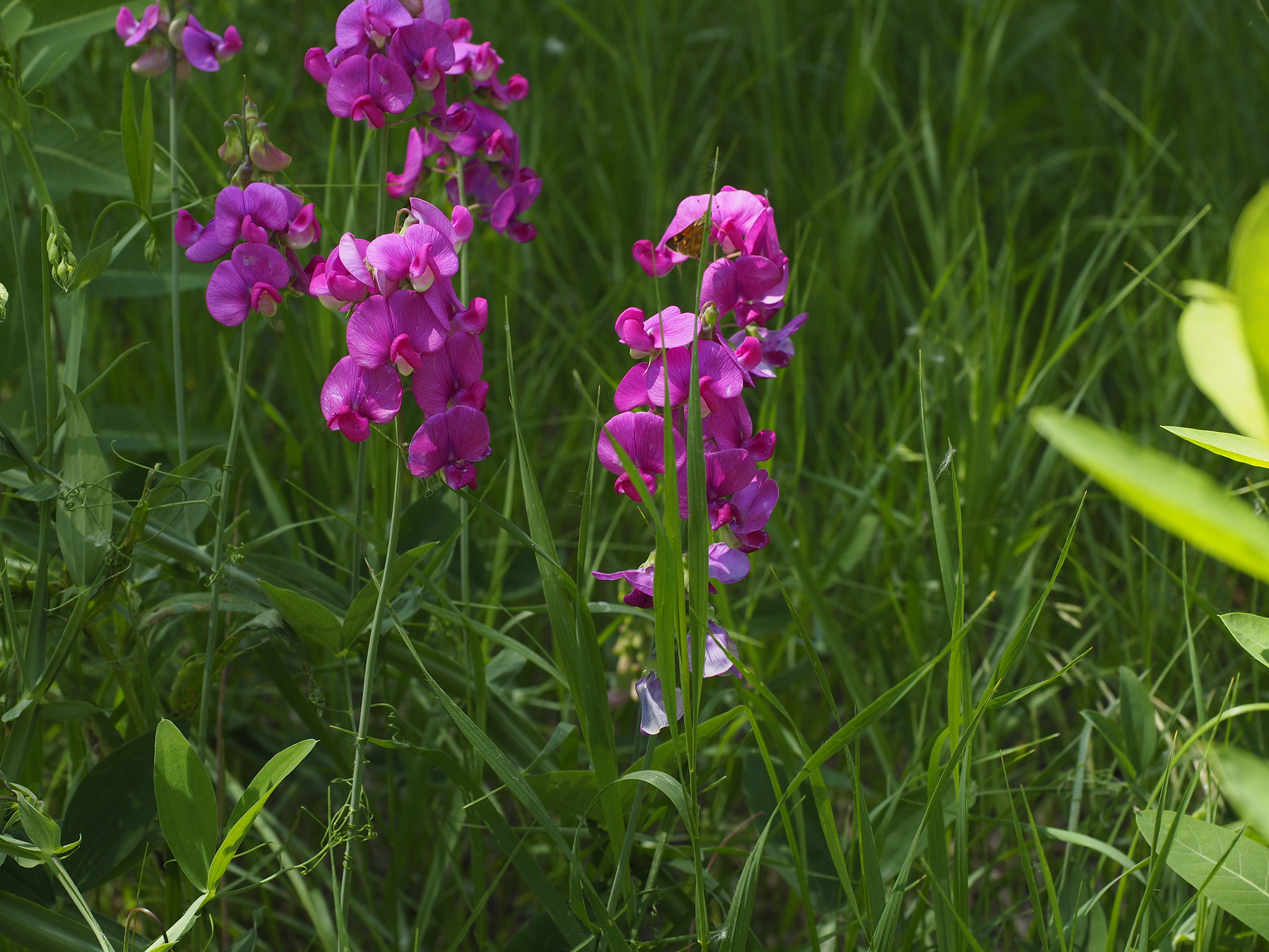 Olympus M.Zuiko Digital ED 12-40mm F2.8 Pro sample photo. Wild flowers along the trail. 6/26/16  photography