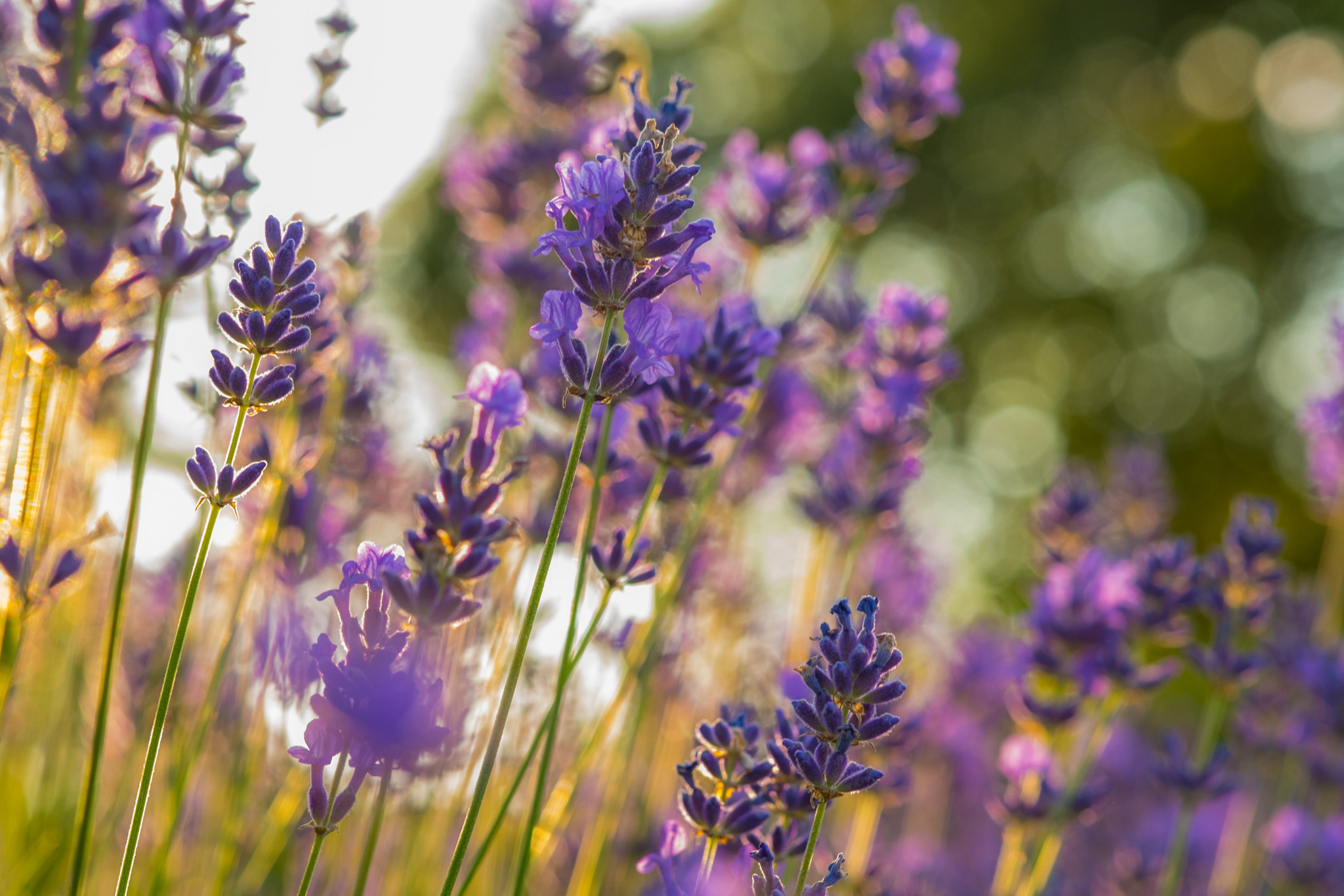 Fujifilm X-E1 + Fujifilm XF 60mm F2.4 R Macro sample photo. Lavender photography