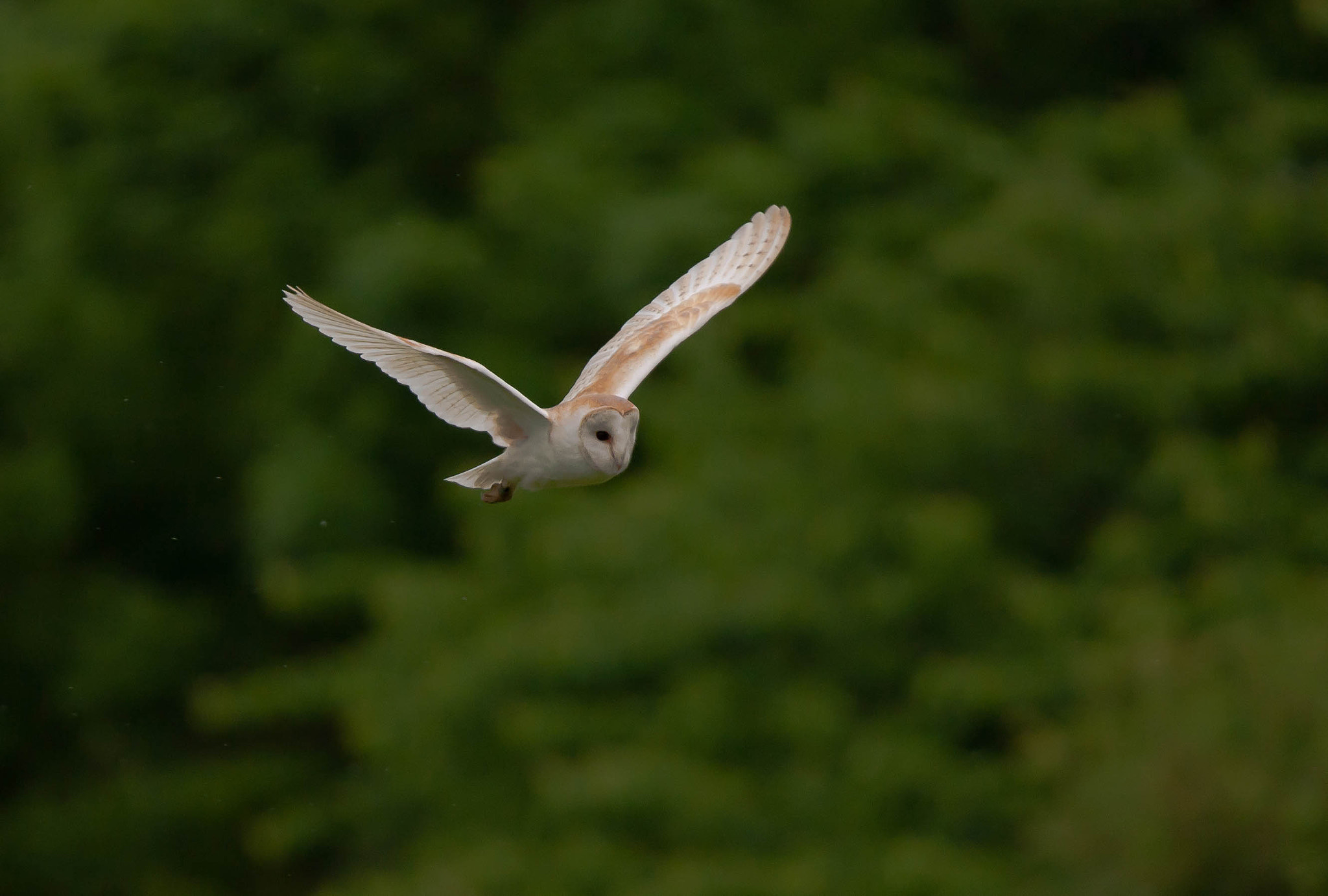 Canon EOS-1D Mark III sample photo. Barn owl at rutland water photography