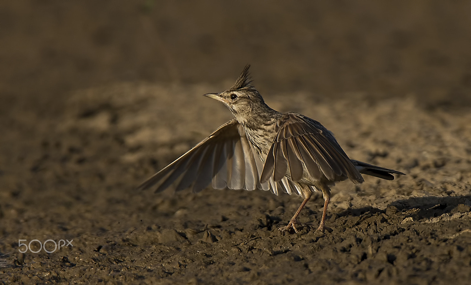 Nikon D600 + Tamron SP 150-600mm F5-6.3 Di VC USD sample photo. A crested lark (galerida cristata) photography