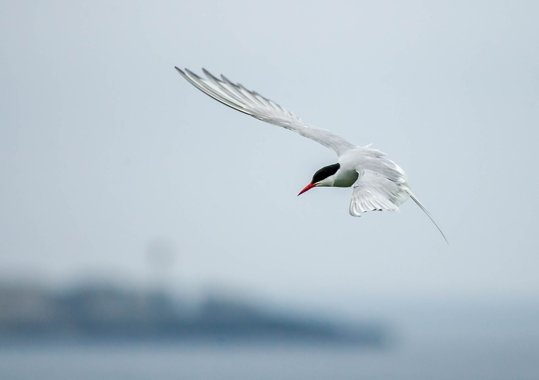Canon EOS-1D Mark III + Canon EF 100-400mm F4.5-5.6L IS USM sample photo. Tern on the farne islands photography