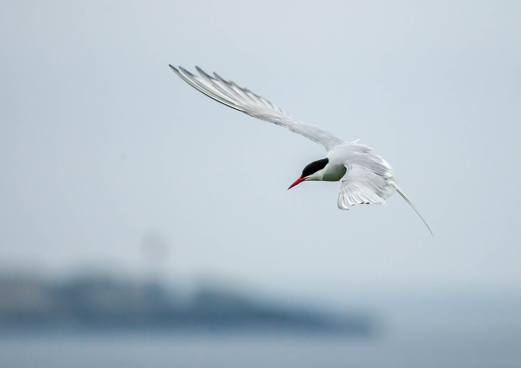 Canon EF 100-400mm F4.5-5.6L IS USM sample photo. Tern on the farne islands photography