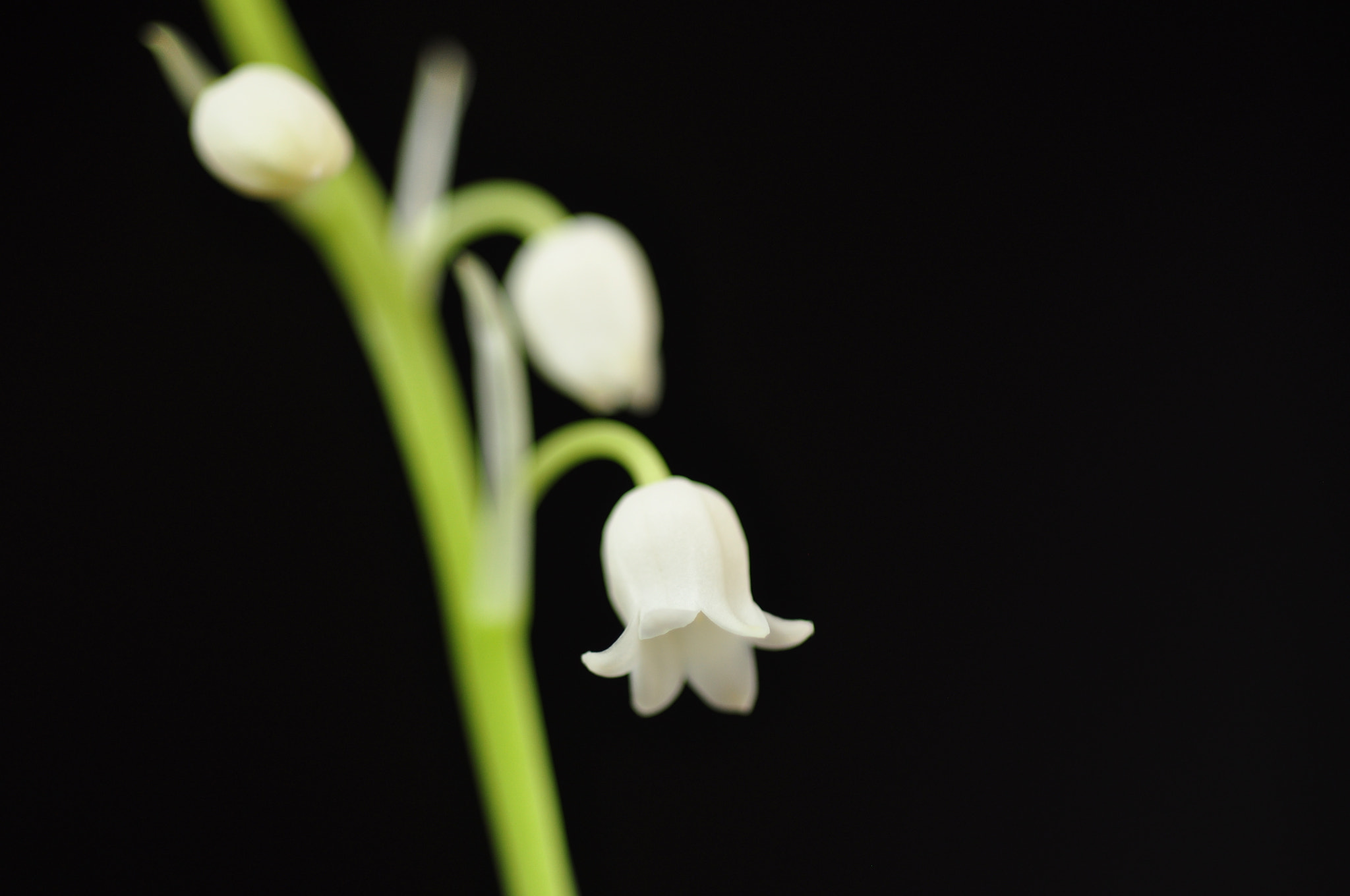 Nikon D90 + Nikon AF Micro-Nikkor 60mm F2.8D sample photo. Lily of the valley -- "return of happiness" photography