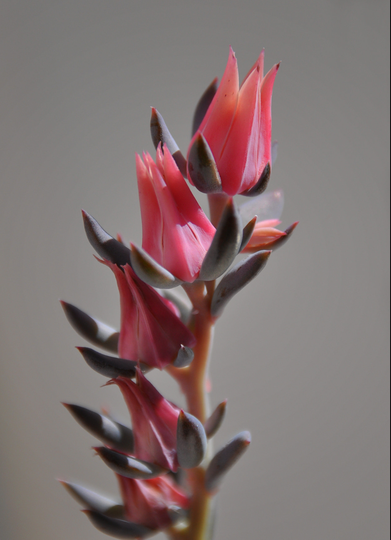 Sigma 18-250mm F3.5-6.3 DC Macro OS HSM sample photo. Echeveria flowers photography