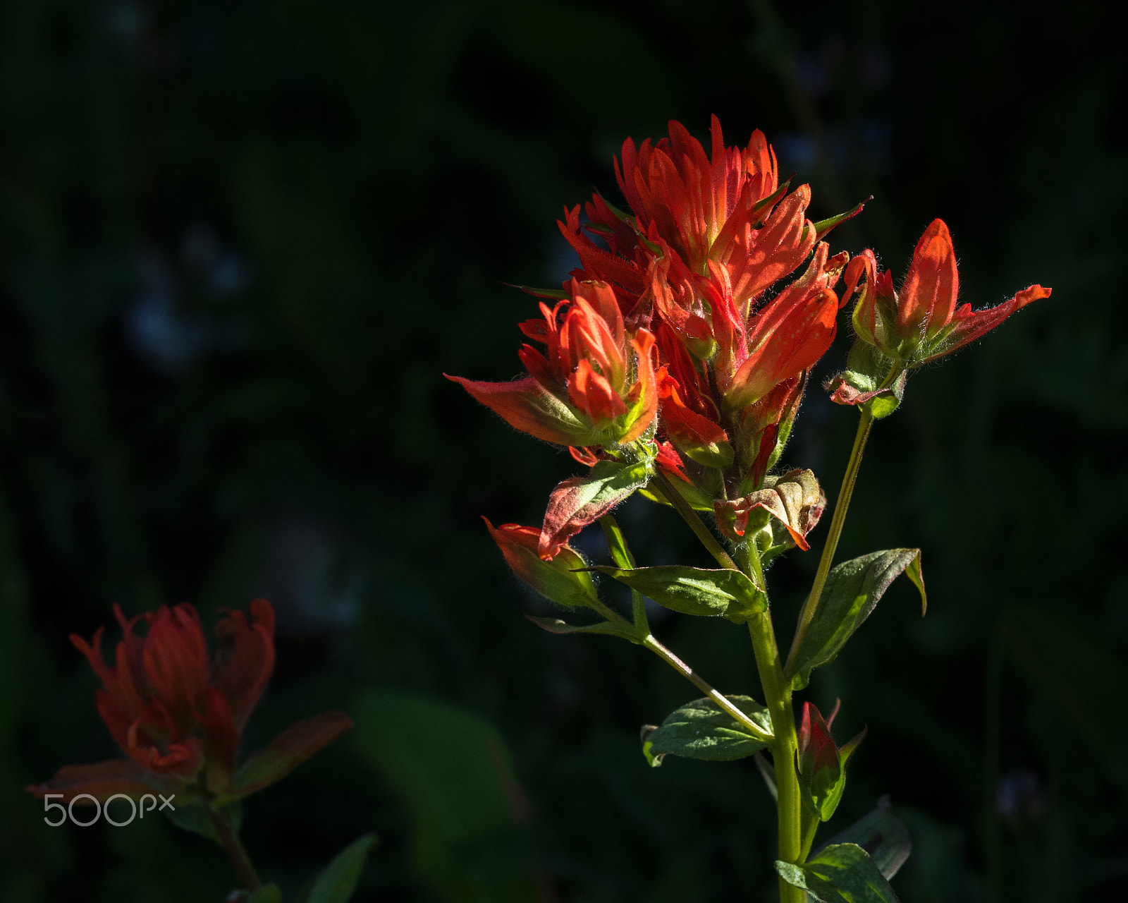 Olympus OM-D E-M5 II + OLYMPUS M.300mm F4.0 sample photo. Indian paintbrush photography