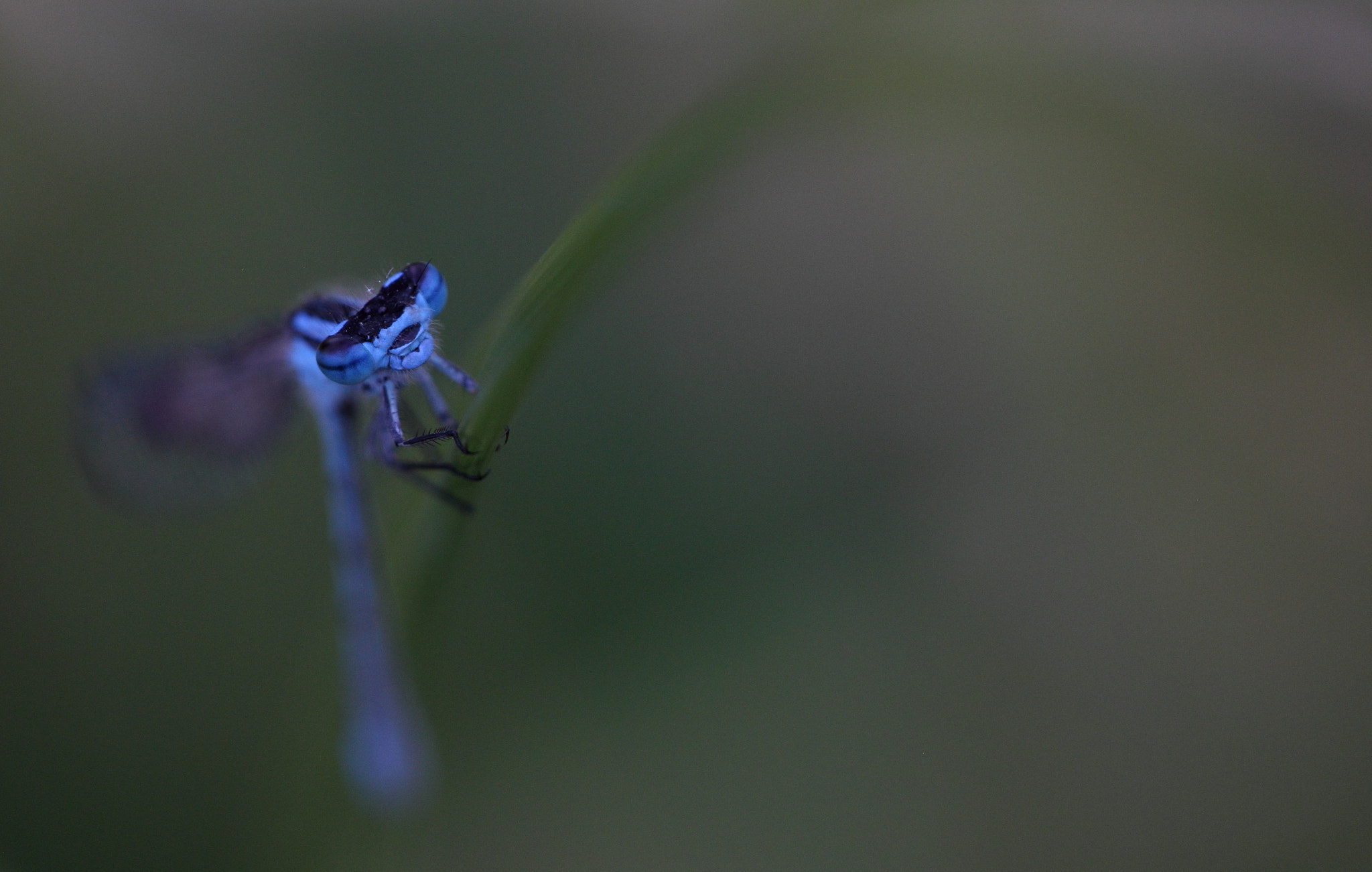 Sigma APO Macro 150mm f/2.8 EX DG HSM sample photo. Blue photography
