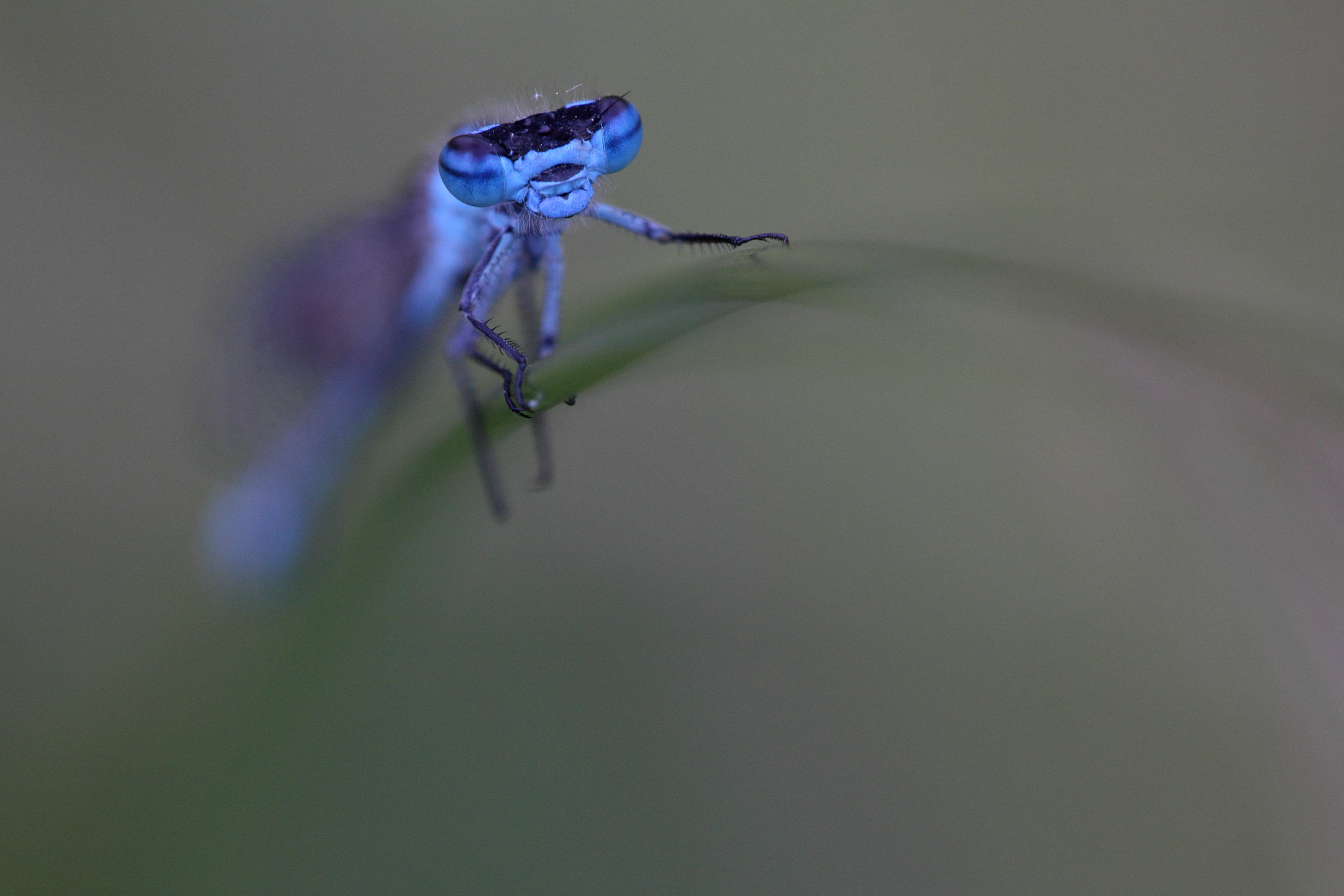 Sigma APO Macro 150mm f/2.8 EX DG HSM sample photo. Blue photography