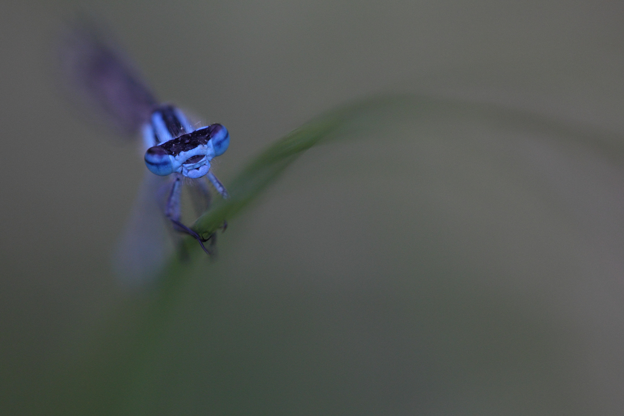 Sigma APO Macro 150mm f/2.8 EX DG HSM sample photo. Blue photography