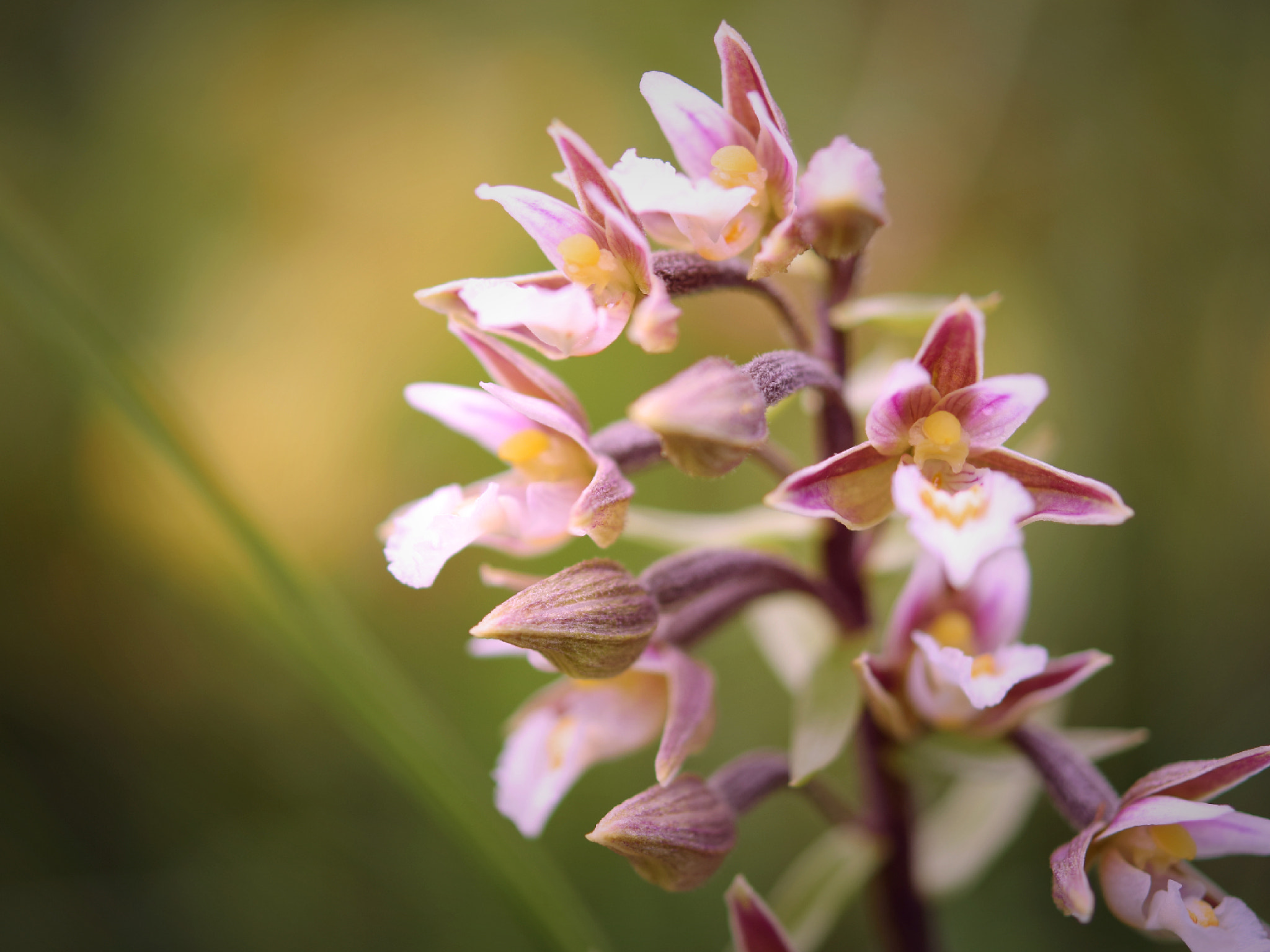 Nikon AF-S Micro-Nikkor 60mm F2.8G ED sample photo. Blooming beauty photography