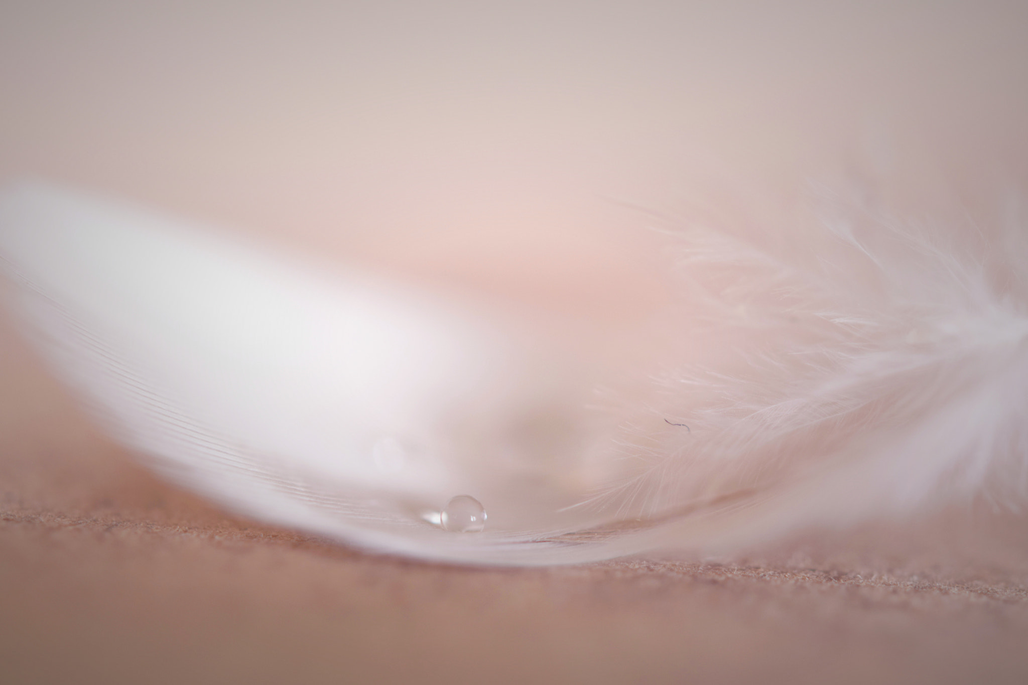 Nikon AF-S Micro-Nikkor 60mm F2.8G ED sample photo. Dreamy feather photography