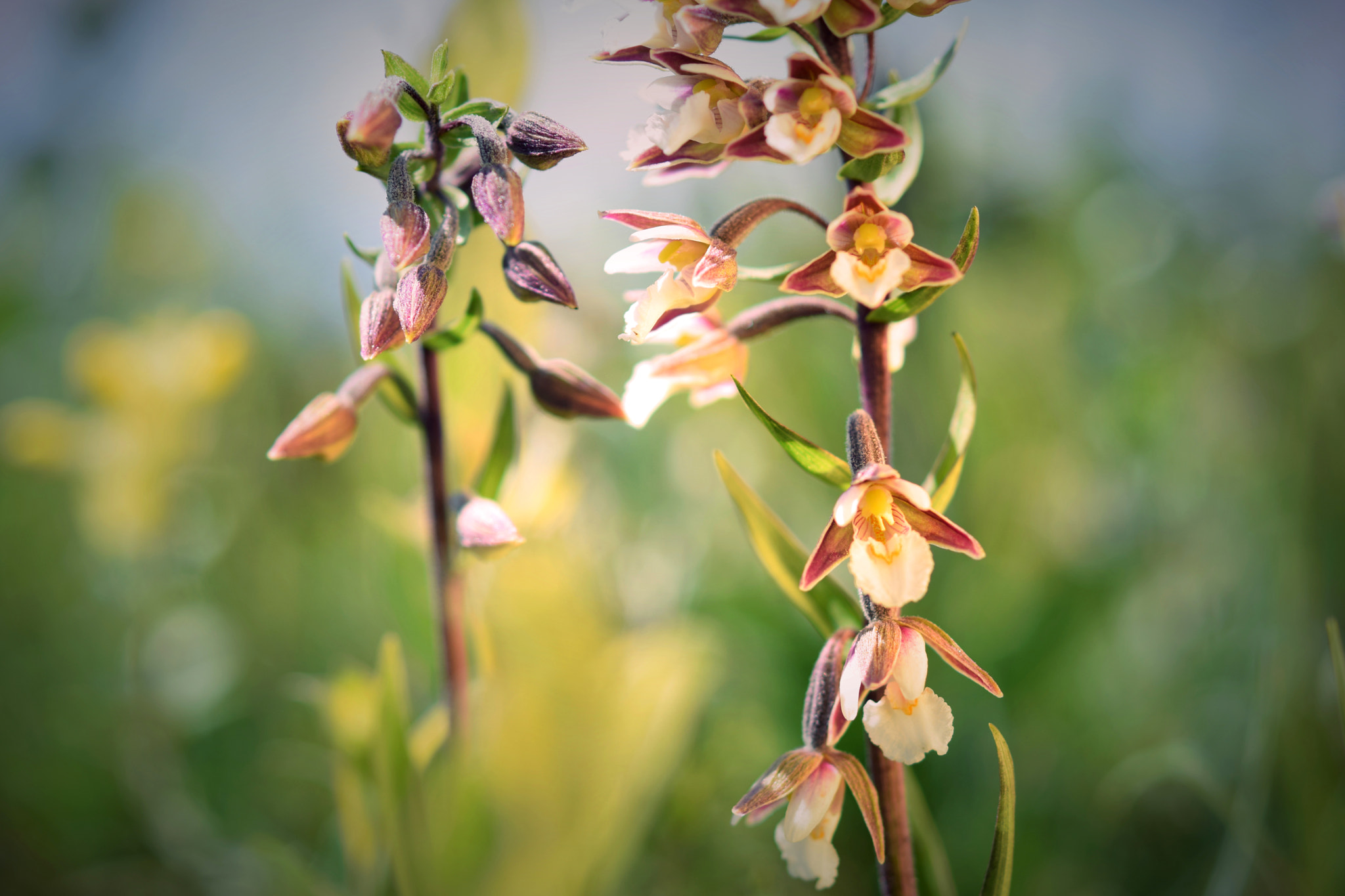 Nikon AF-S Micro-Nikkor 60mm F2.8G ED sample photo. Flower field photography
