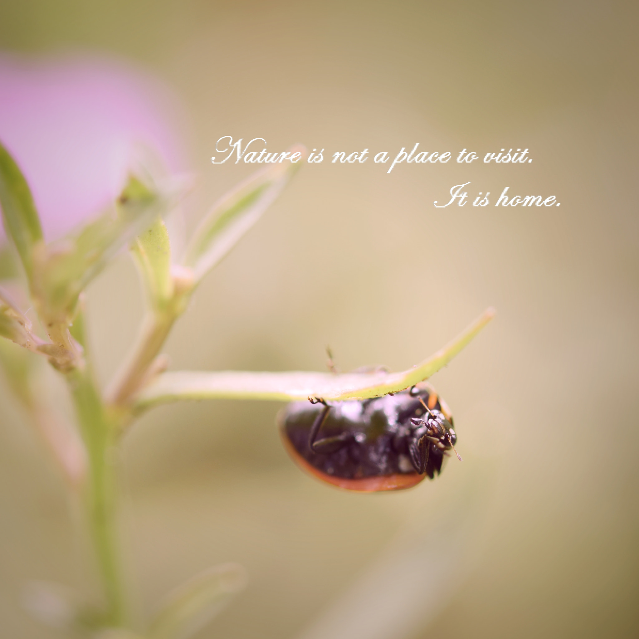 Nikon AF-S Micro-Nikkor 60mm F2.8G ED sample photo. Hanging around photography