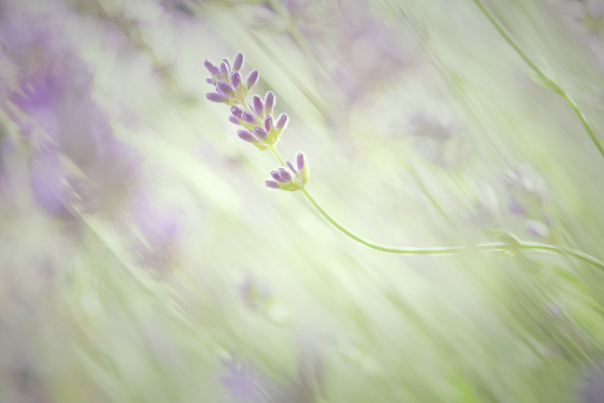 Nikon AF-S Micro-Nikkor 60mm F2.8G ED sample photo. Lavender dream photography