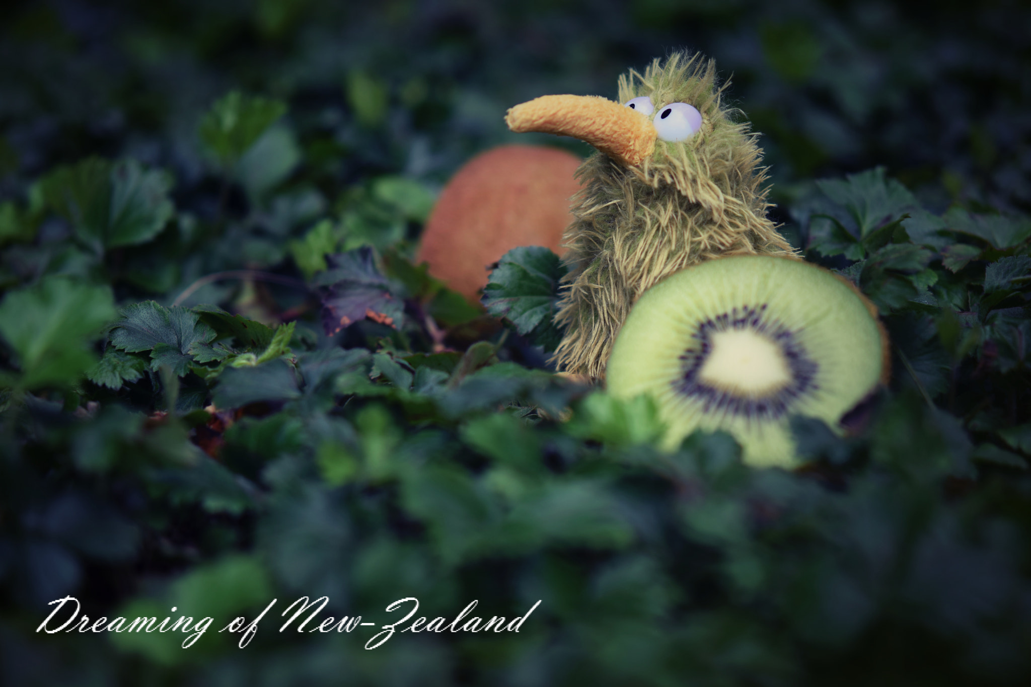 Nikon AF-S Micro-Nikkor 60mm F2.8G ED sample photo. New-zealand kiwi photography