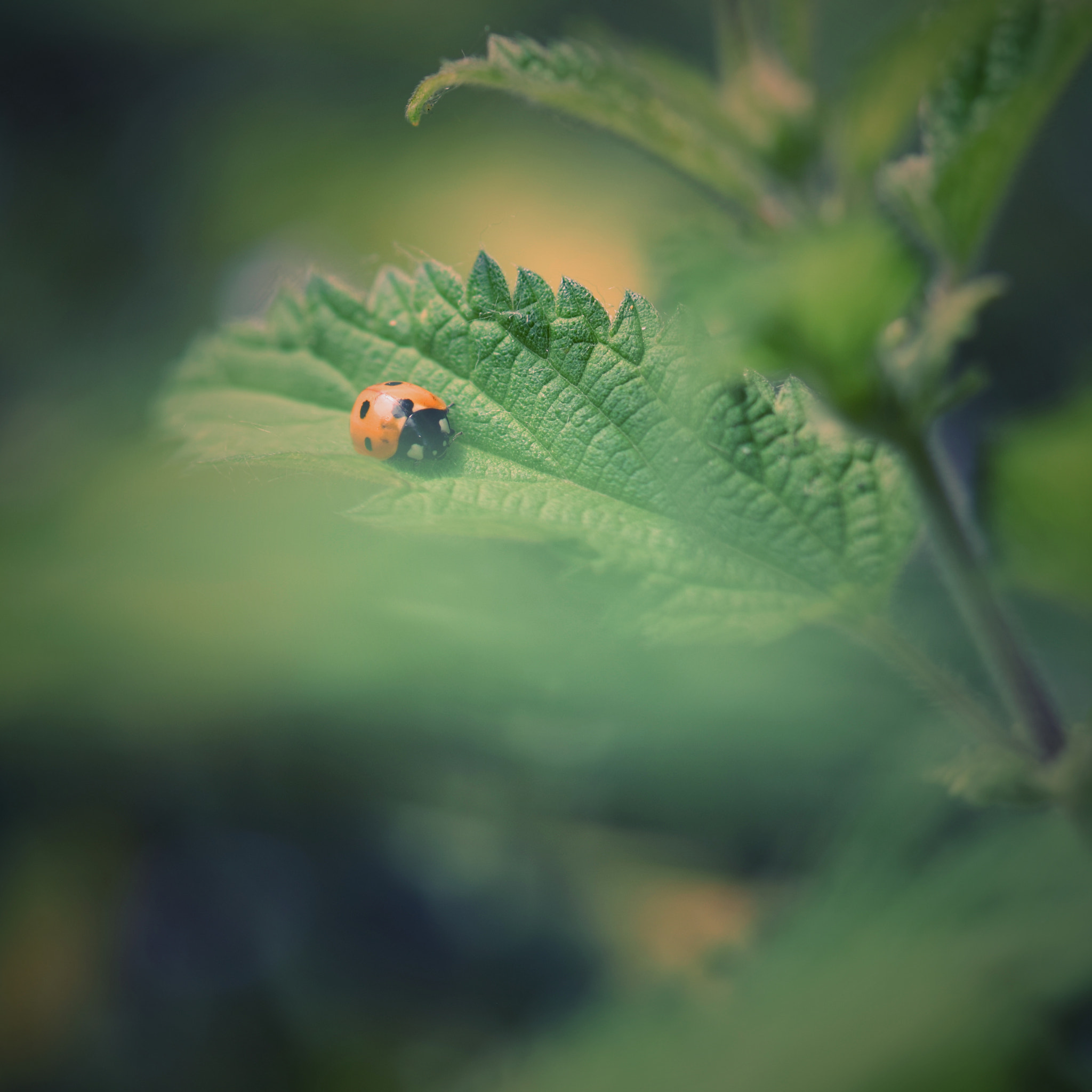 Nikon AF-S Micro-Nikkor 60mm F2.8G ED sample photo. Resting spot photography