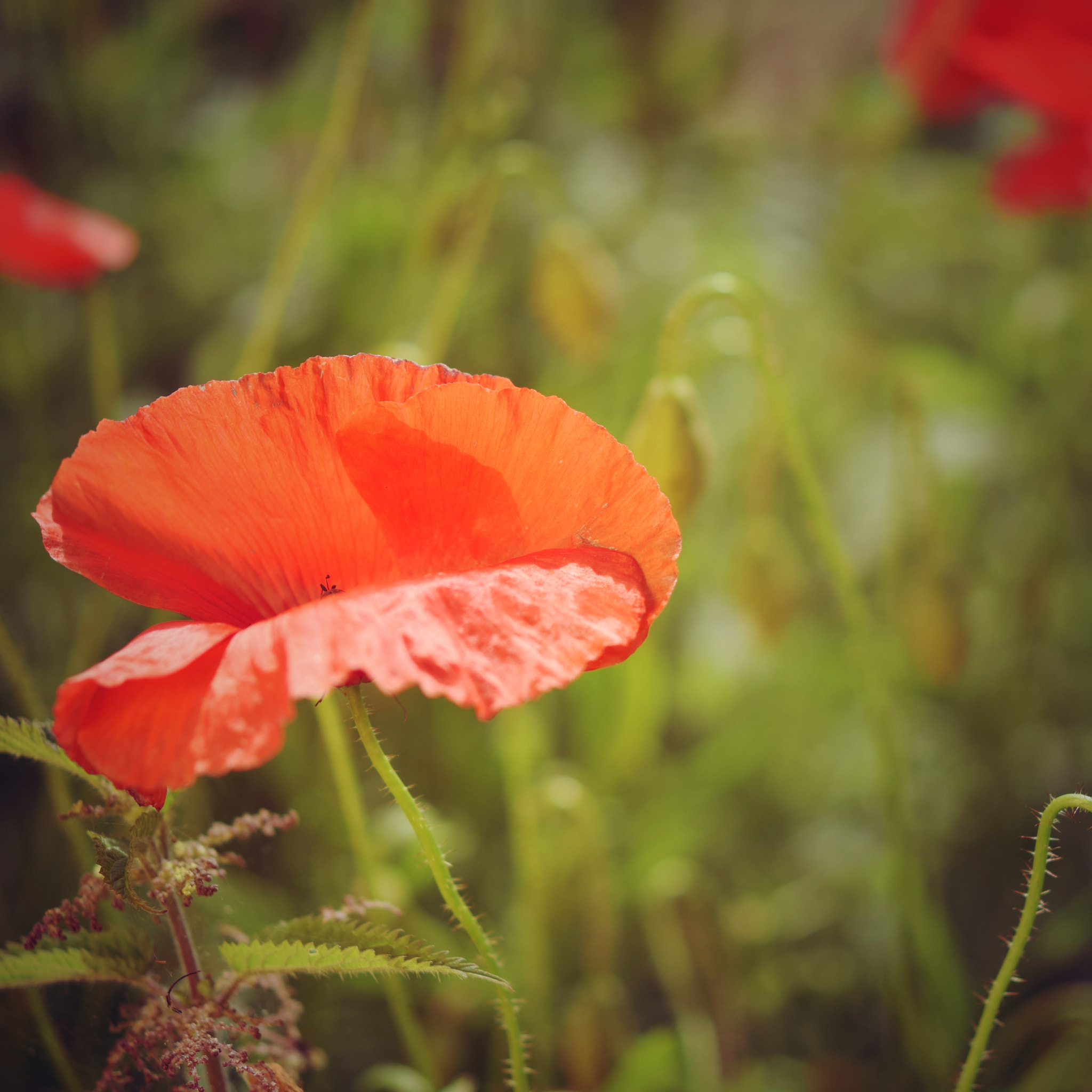 Nikon AF-S Micro-Nikkor 60mm F2.8G ED sample photo. Where poppies grow photography