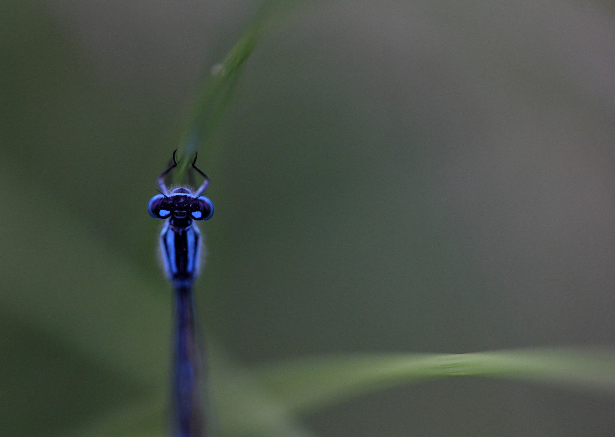 Sigma APO Macro 150mm f/2.8 EX DG HSM sample photo. Blue photography
