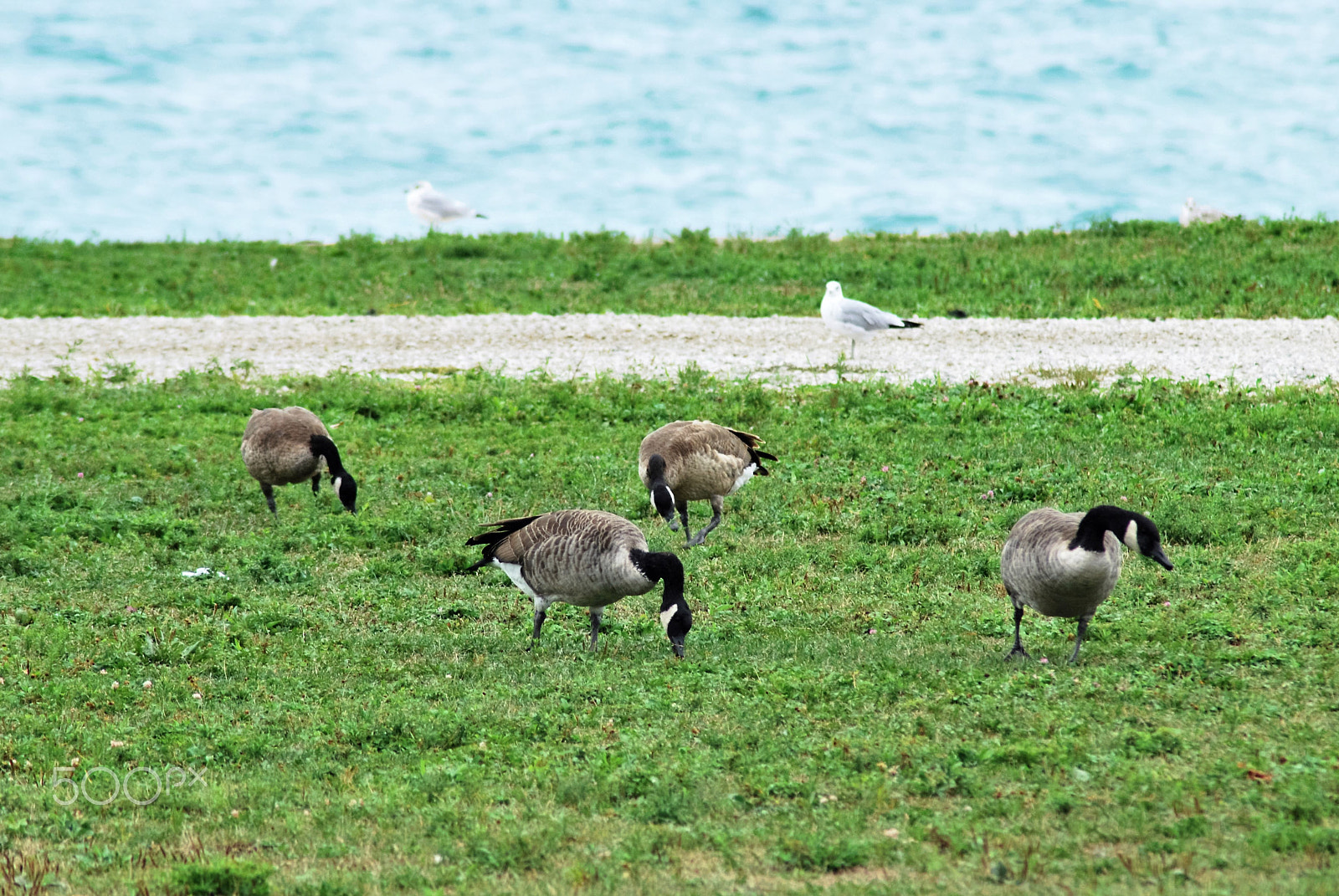 Nikon AF Nikkor 70-300mm F4-5.6G sample photo. Bird picnic photography