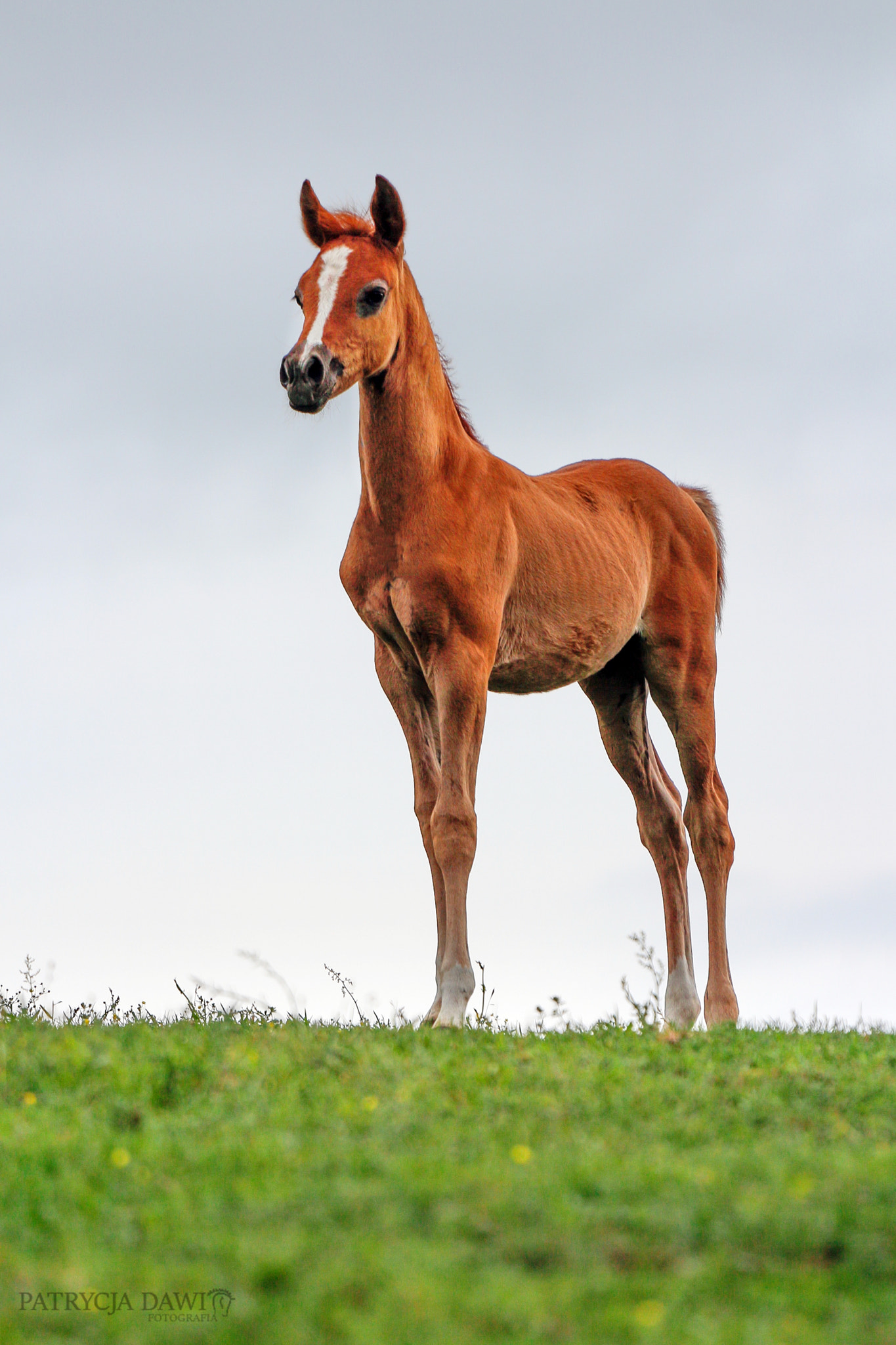 Canon EOS 650D (EOS Rebel T4i / EOS Kiss X6i) + Canon EF 70-200mm F4L USM sample photo. Arabian foal photography