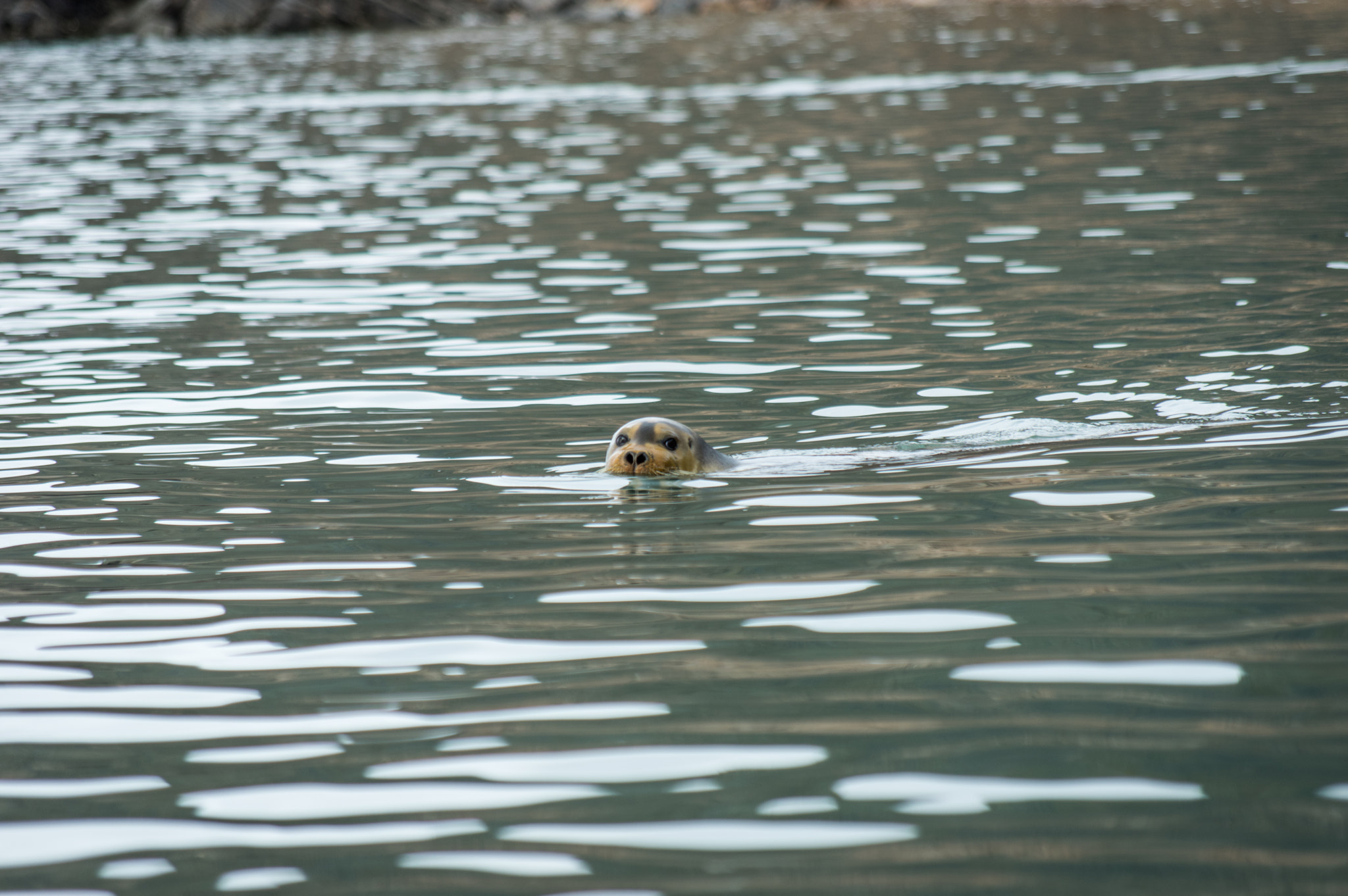 Pentax smc DA 50-200mm F4-5.6 ED WR sample photo. Curious. photography