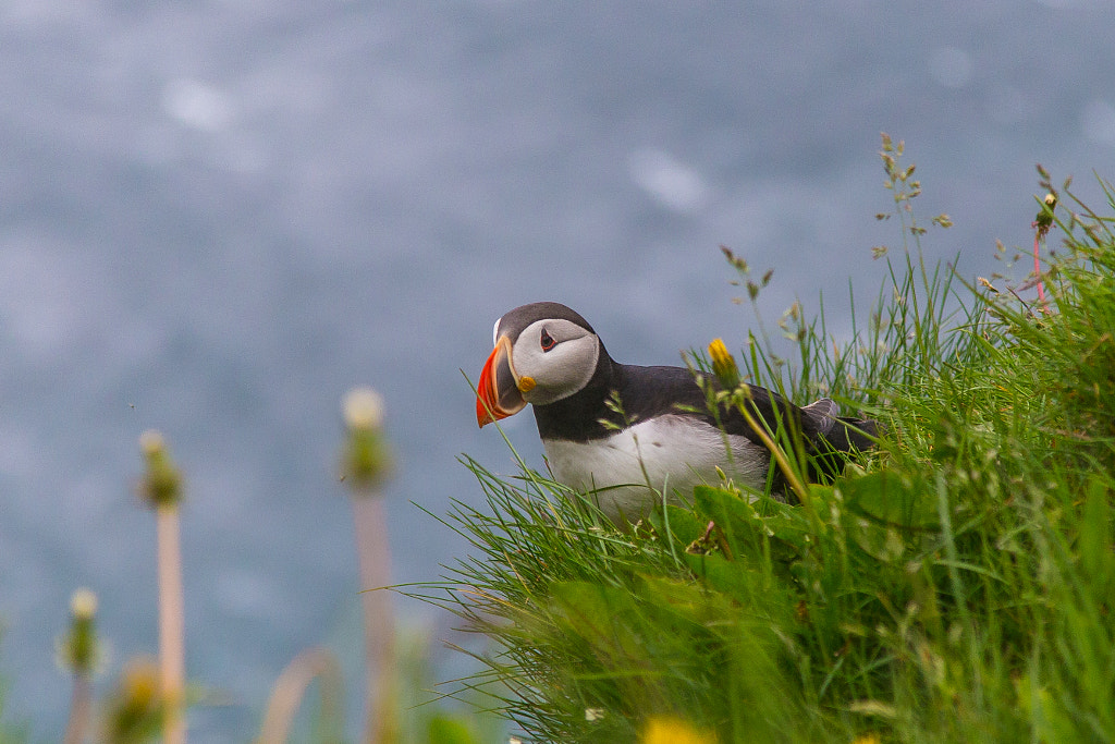 Puffin bird by Marc Salm on 500px.com