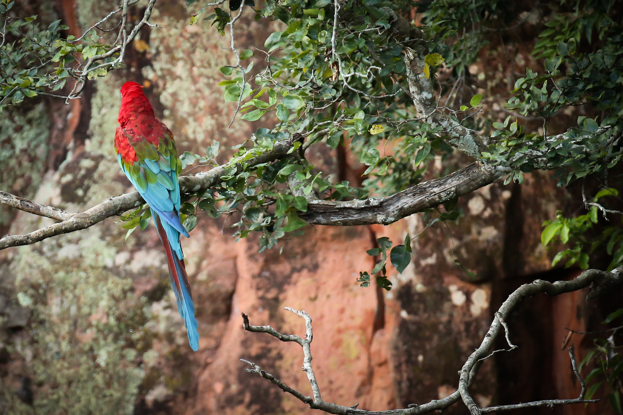 Canon EF 200-400mm F4L IS USM Extender 1.4x sample photo. Colours of bonito-ms photography