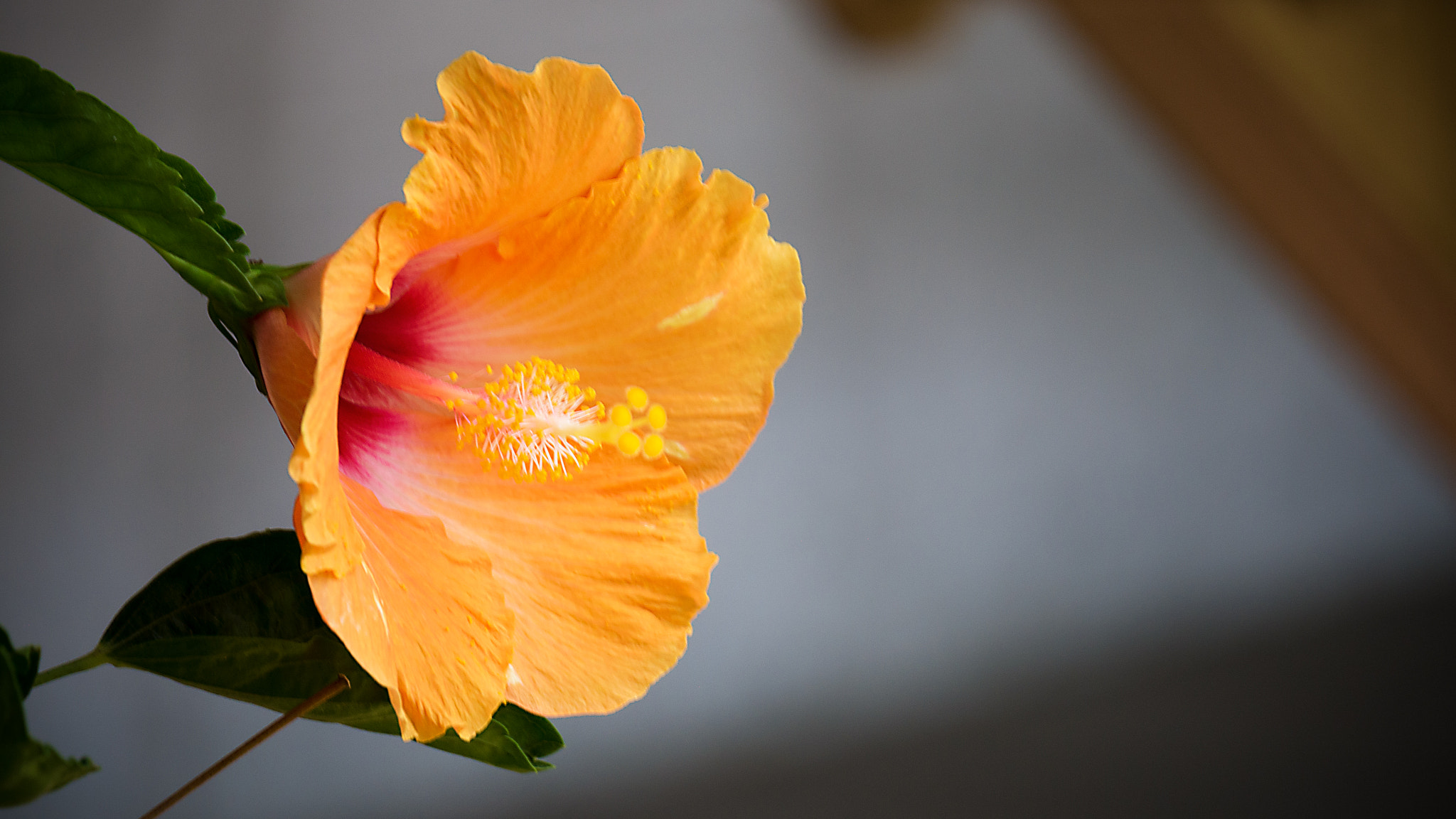 LUMIX G VARIO 45-150/F4.0-5.6 sample photo. Orange flower photography