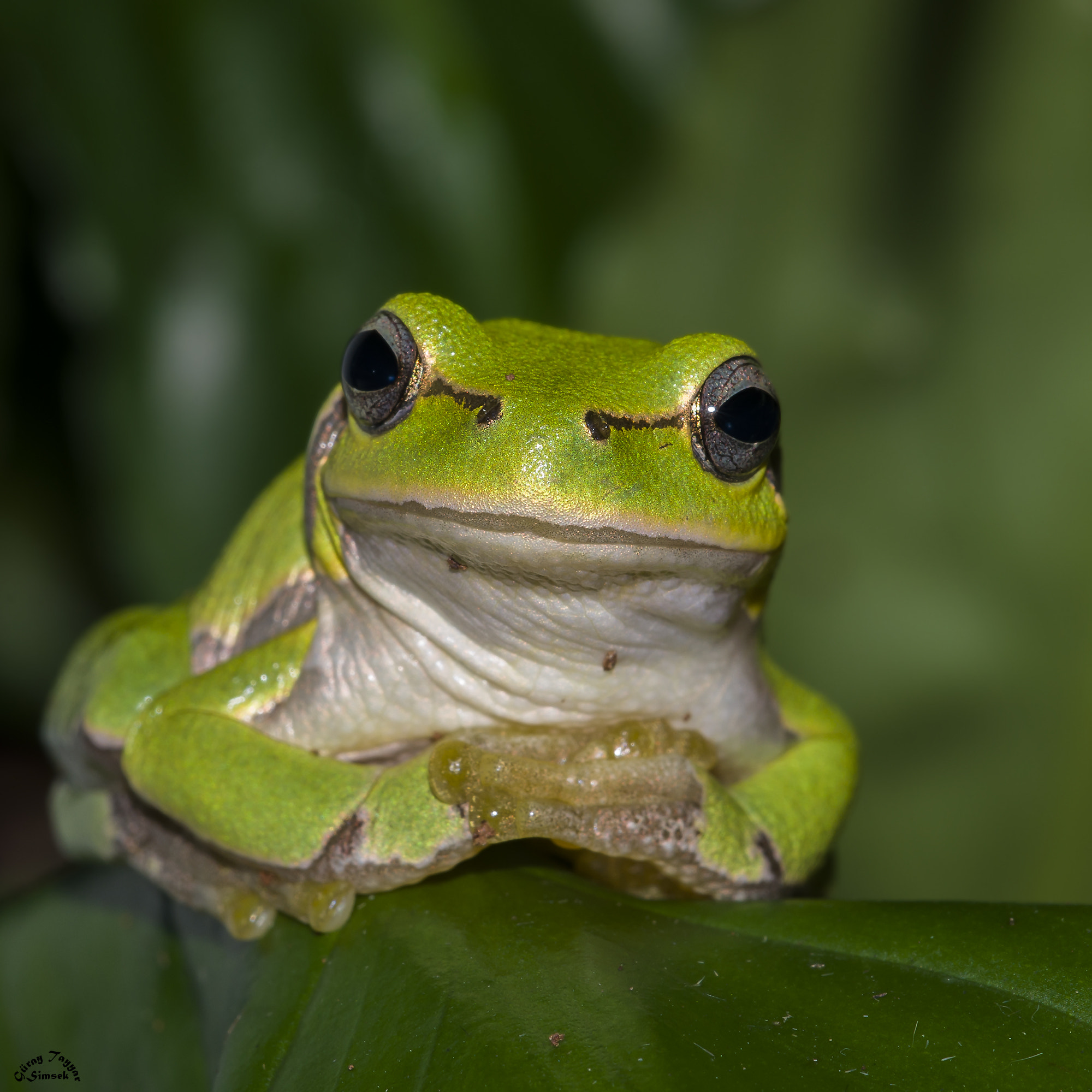 Sigma 150mm F2.8 EX DG Macro HSM sample photo. Tree frog photography