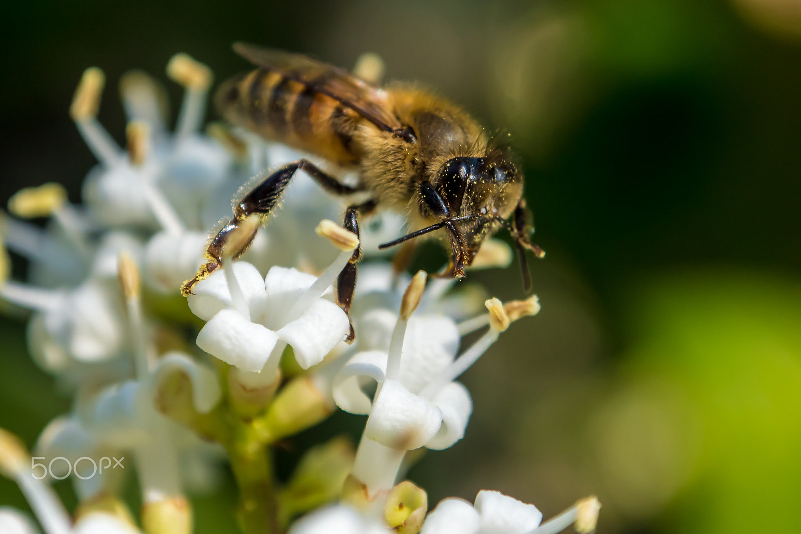 Panasonic Lumix DMC-GH4 + OLYMPUS M.12-50mm F3.5-6.3 sample photo. Honey bee photography