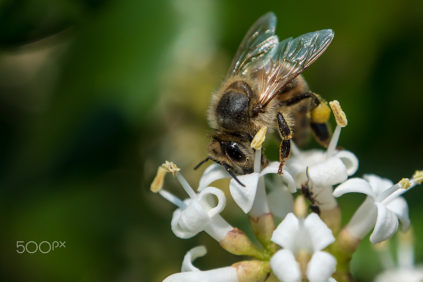 Panasonic Lumix DMC-GH4 + OLYMPUS M.12-50mm F3.5-6.3 sample photo. Honey bee photography