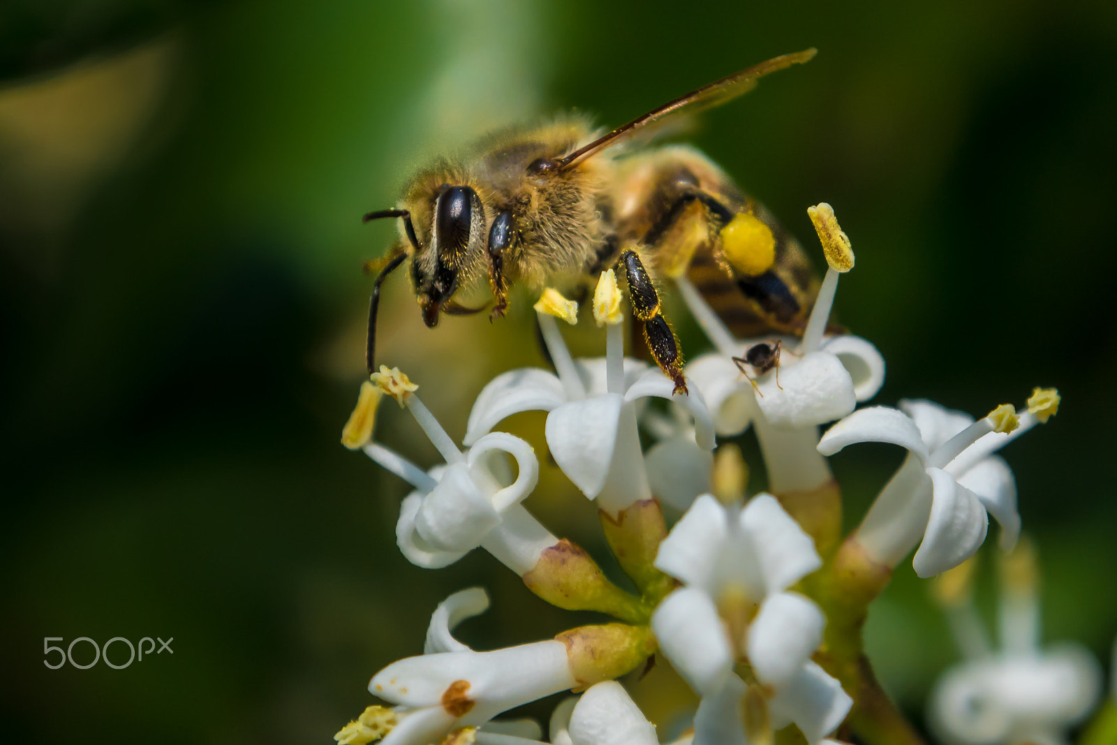 Panasonic Lumix DMC-GH4 + OLYMPUS M.12-50mm F3.5-6.3 sample photo. Honey bee photography