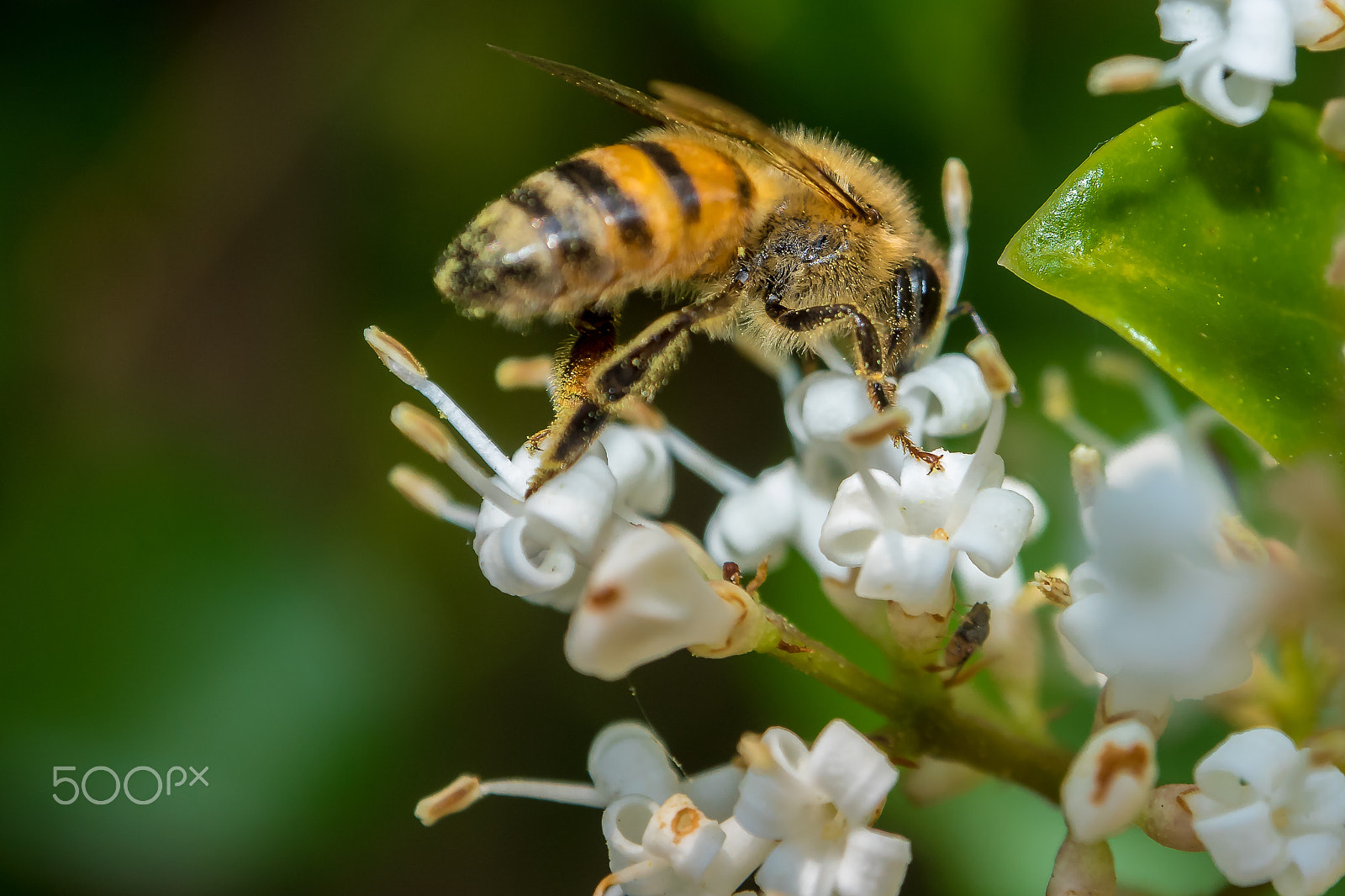 Panasonic Lumix DMC-GH4 + OLYMPUS M.12-50mm F3.5-6.3 sample photo. Honey bee photography