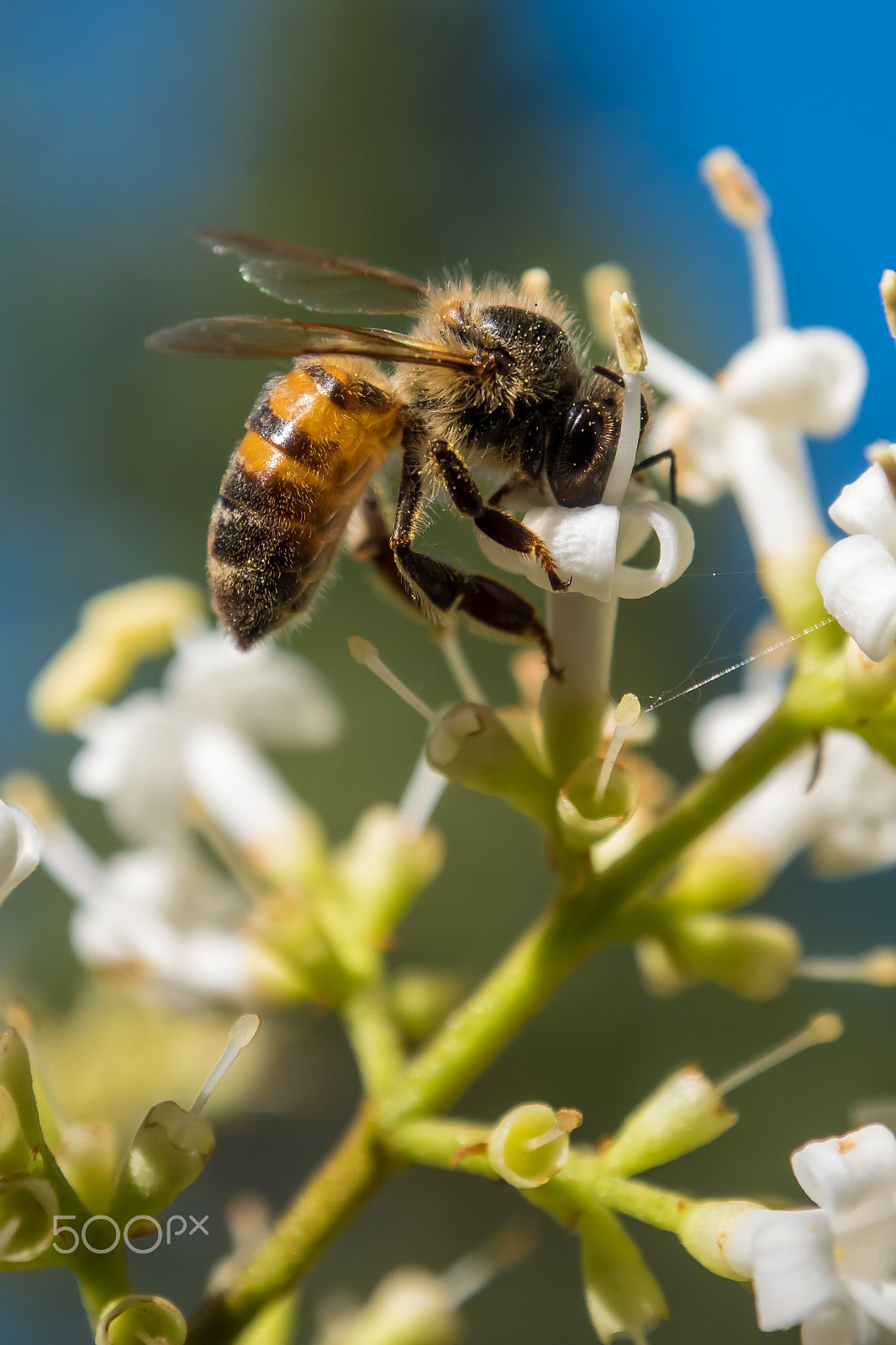 Panasonic Lumix DMC-GH4 + OLYMPUS M.12-50mm F3.5-6.3 sample photo. Honey bee photography