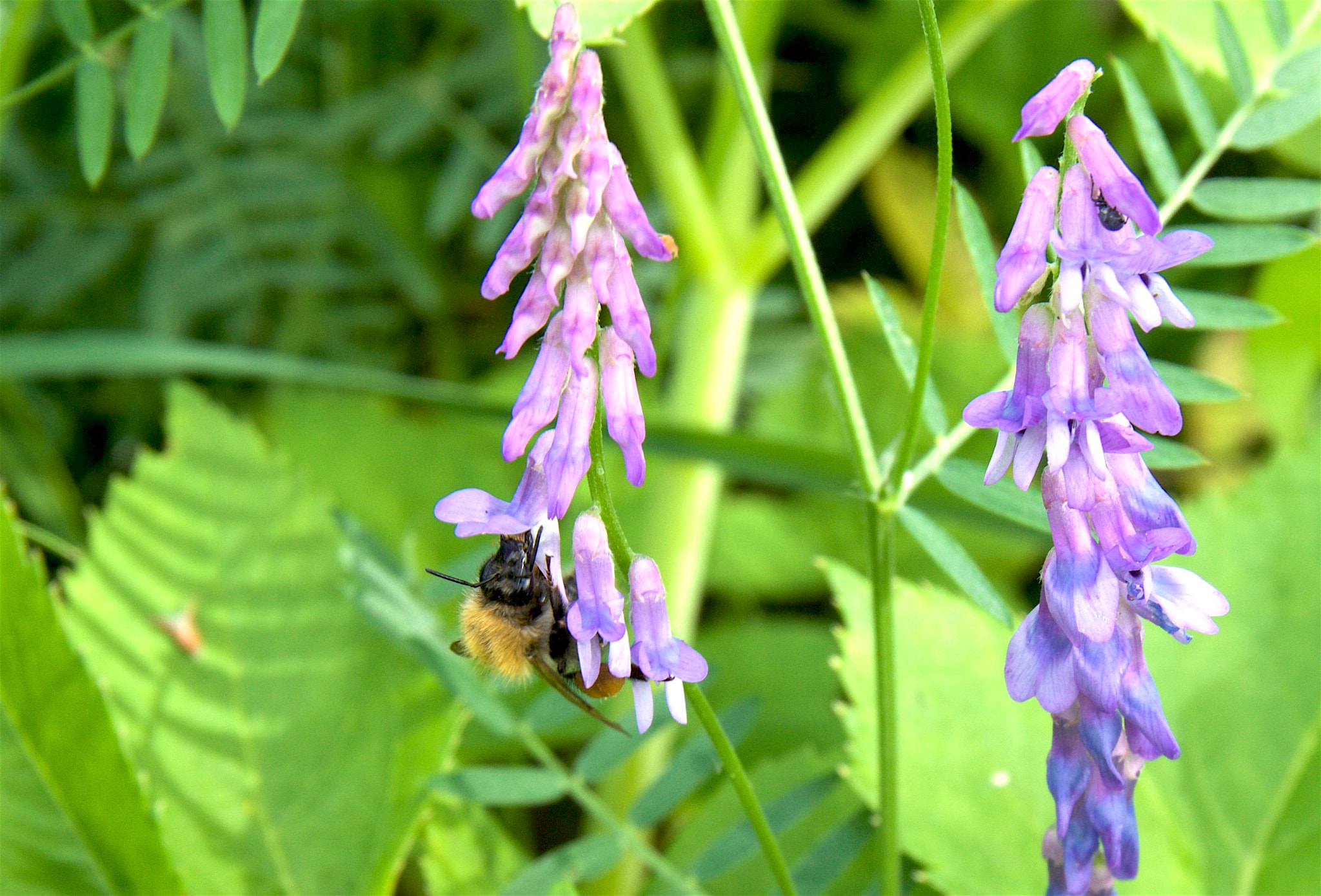 Sony Alpha NEX-3N + Sony E 18-50mm F4-5.6 sample photo. Копия photography