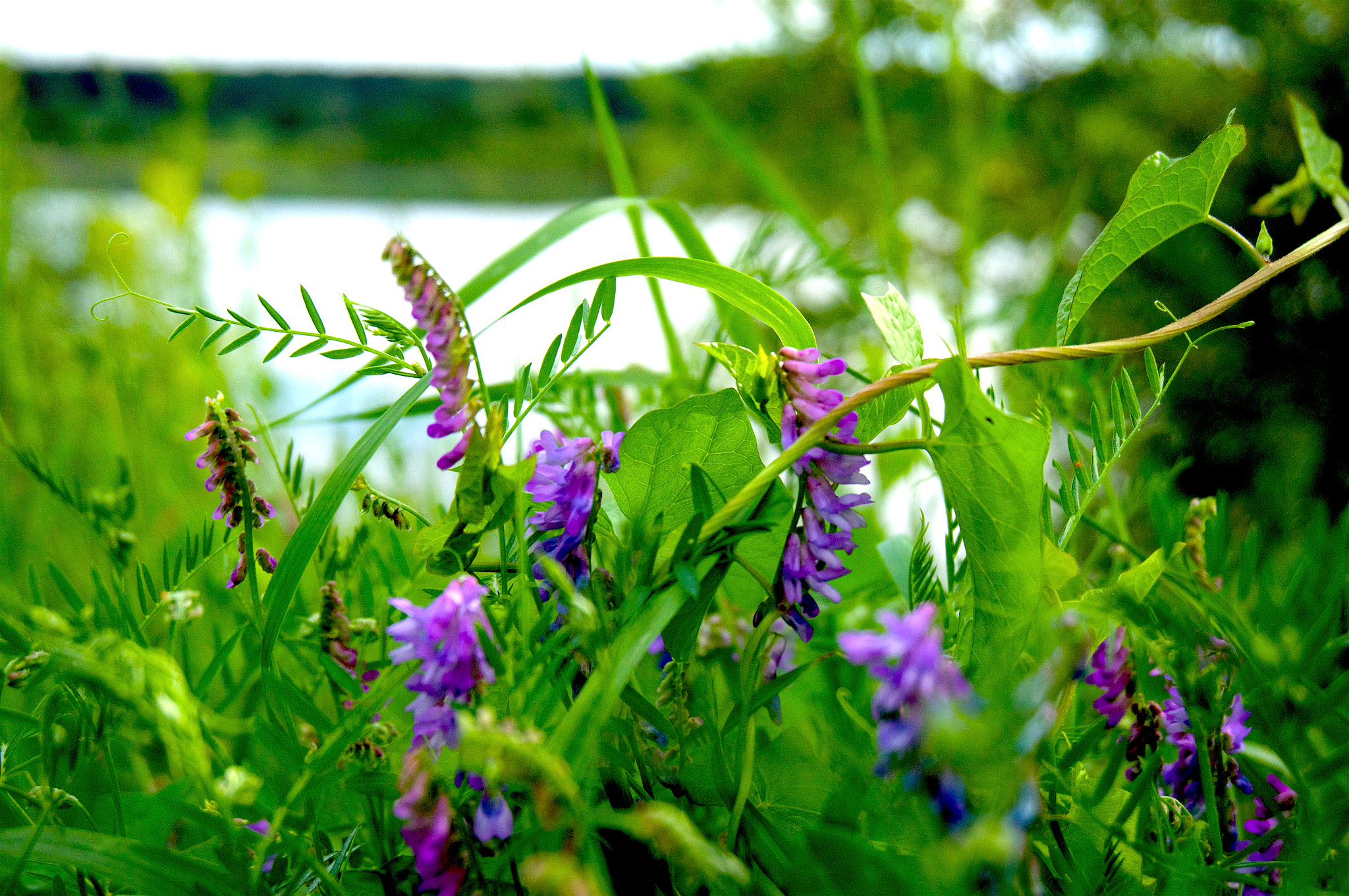 Sony Alpha NEX-3N + Sony E 18-50mm F4-5.6 sample photo. Копия photography