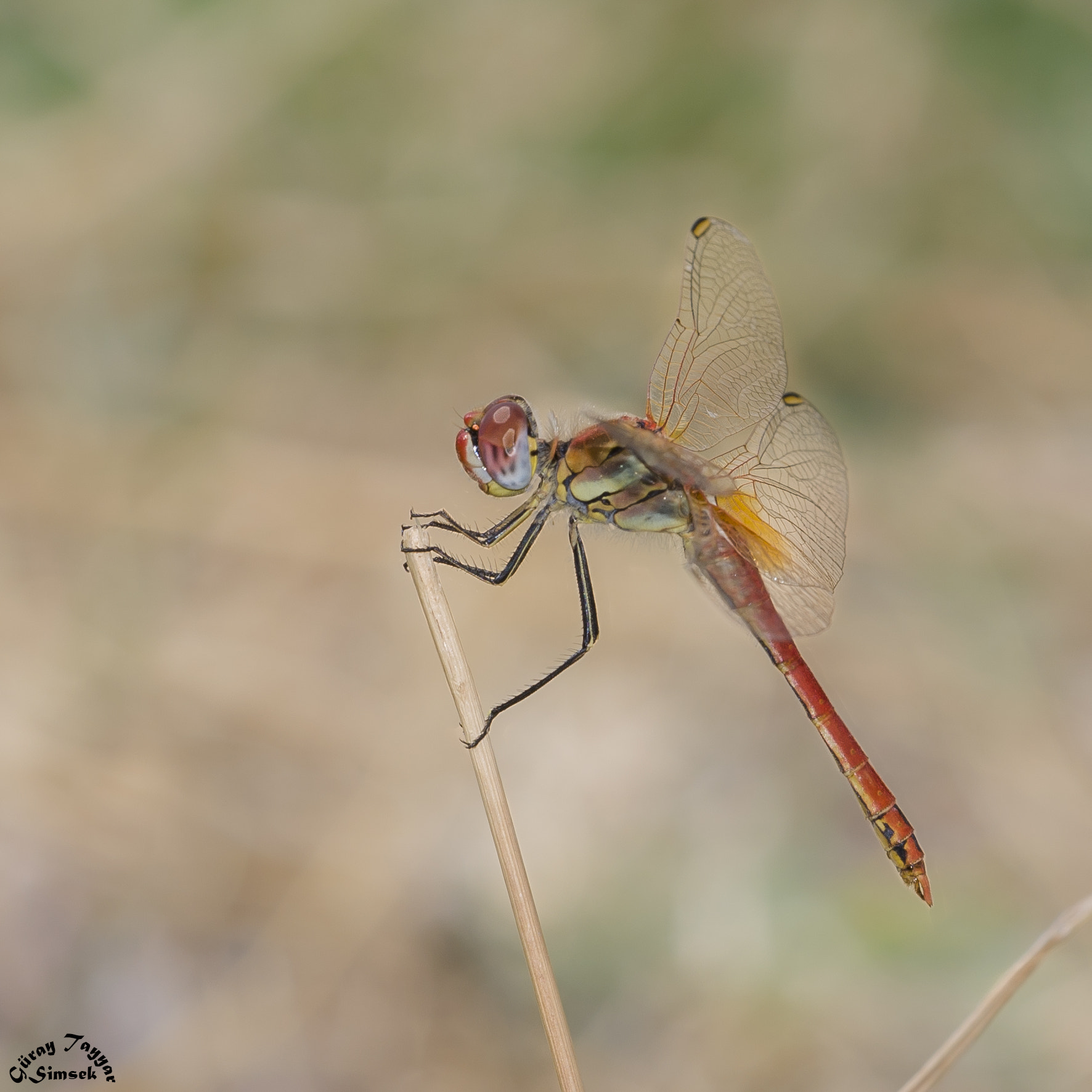 Sigma 150mm F2.8 EX DG Macro HSM sample photo. Dragonfly photography