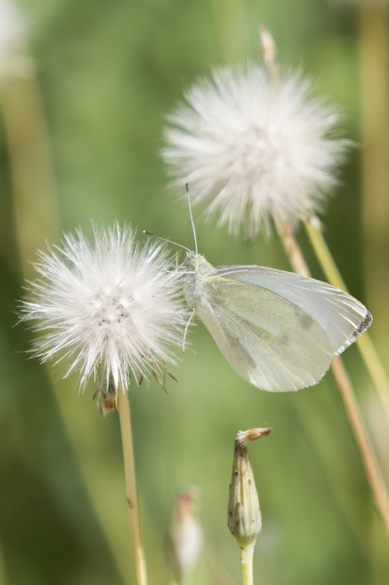 Canon EF 70-200mm F2.8L IS II USM sample photo. Mariposa de madera blanca(wood withe butterfly) photography