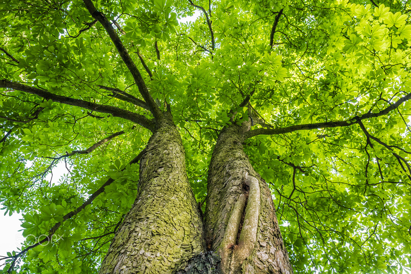 Canon EF 75-300mm F4.0-5.6 IS USM sample photo. Branching photography