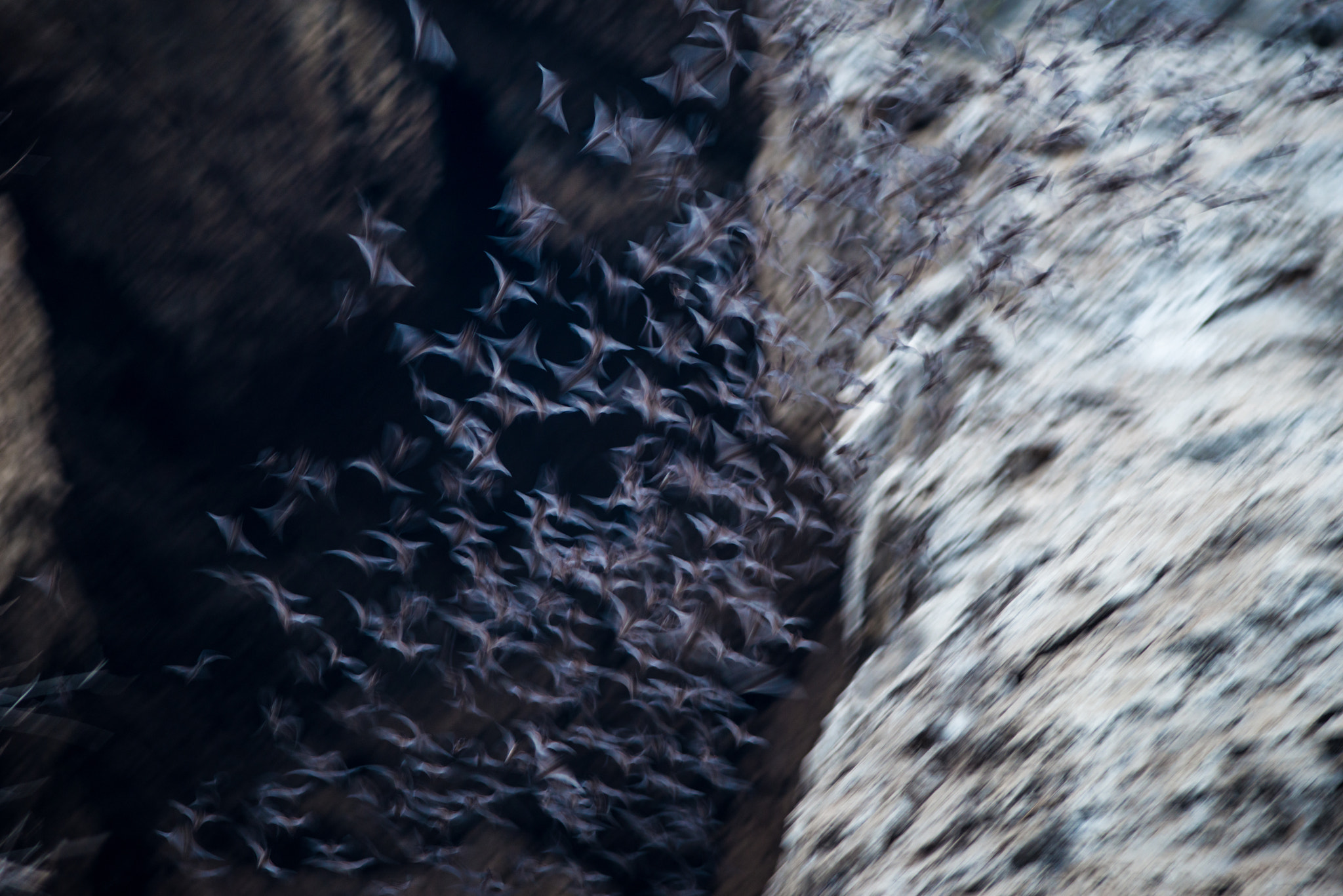 Nikon D800 + AF Nikkor 180mm f/2.8 IF-ED sample photo. Bats in cambodia photography