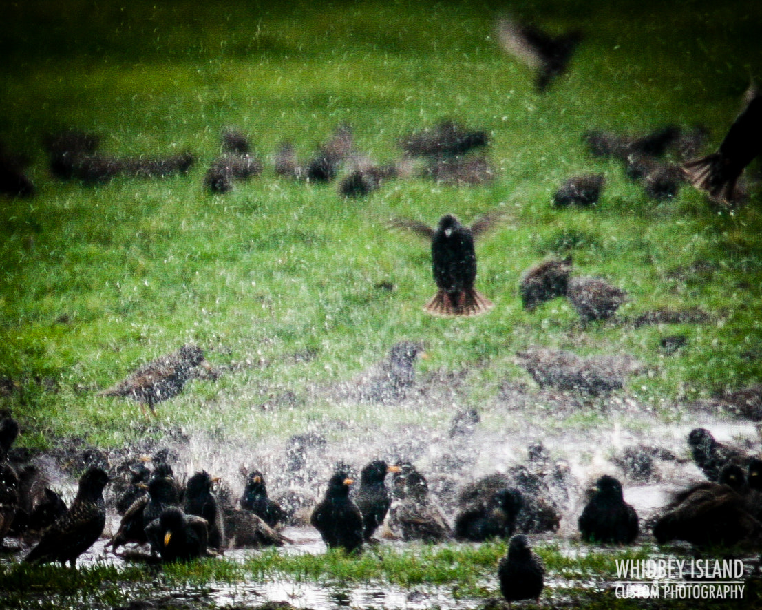 Canon EOS 400D (EOS Digital Rebel XTi / EOS Kiss Digital X) sample photo. Copyright 2016 - david stern photography